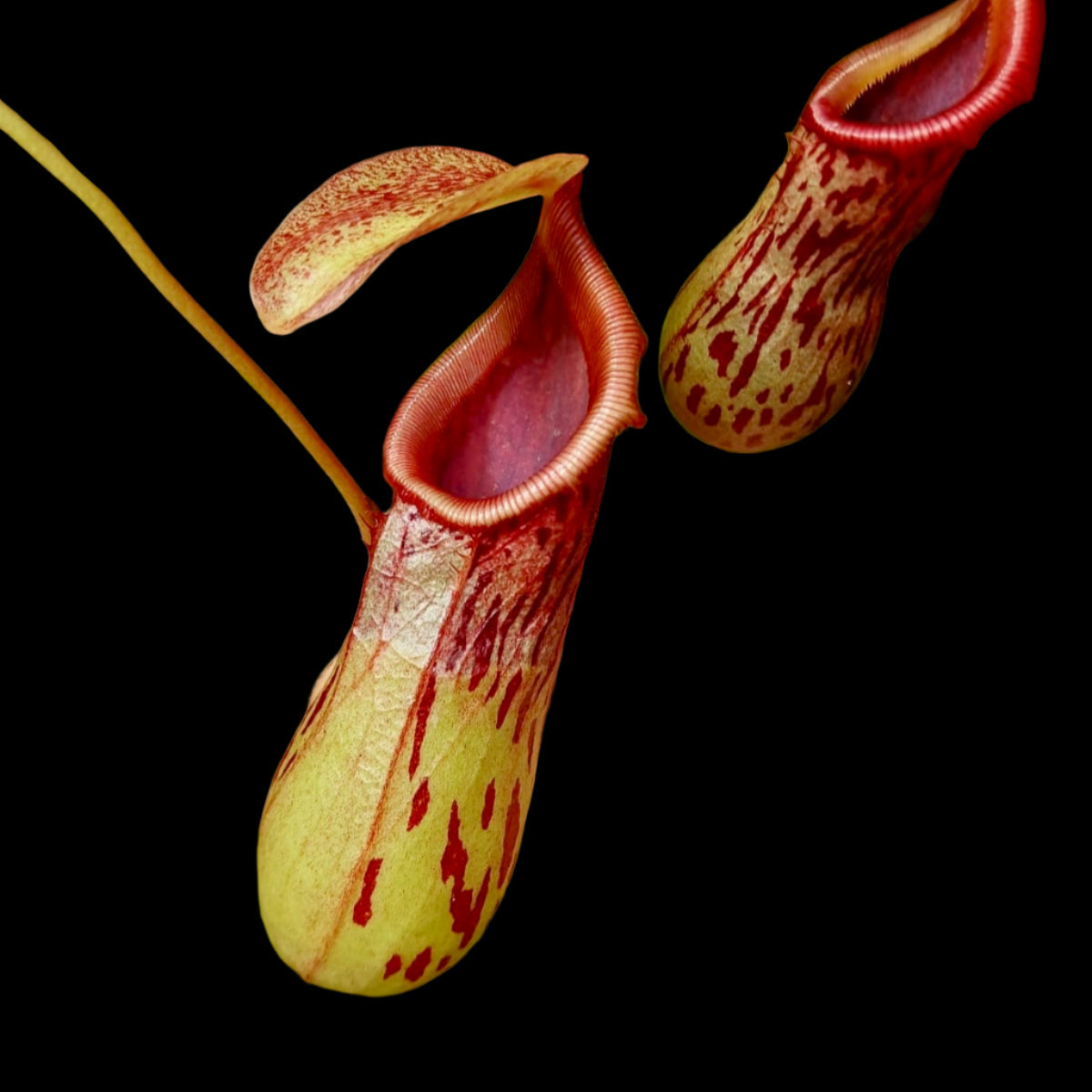 burkei nepenthes Hand holding a pitcher plant with a blurred background of more plants
