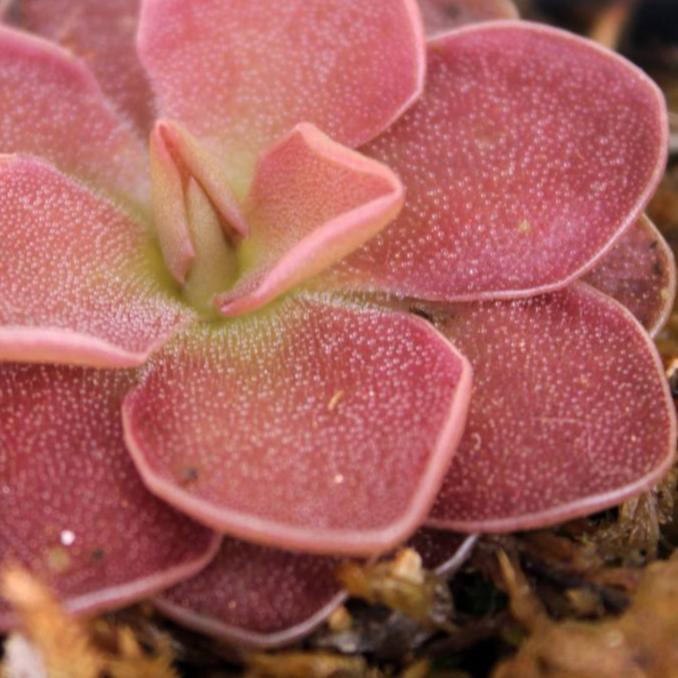 Pinguicula 'Sethos' – Mexican Butterwort 