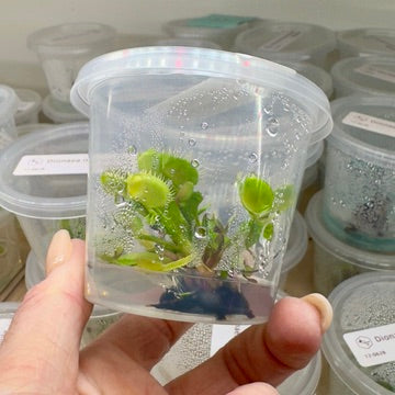 Dionaea muscipula 'Cross Teeth' (Venus Flytrap) - 1+ Plants in Tissue Culture Cup