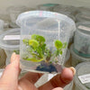 Dionaea muscipula 'Cross Teeth' - 1+ Plants in Tissue Culture Cup