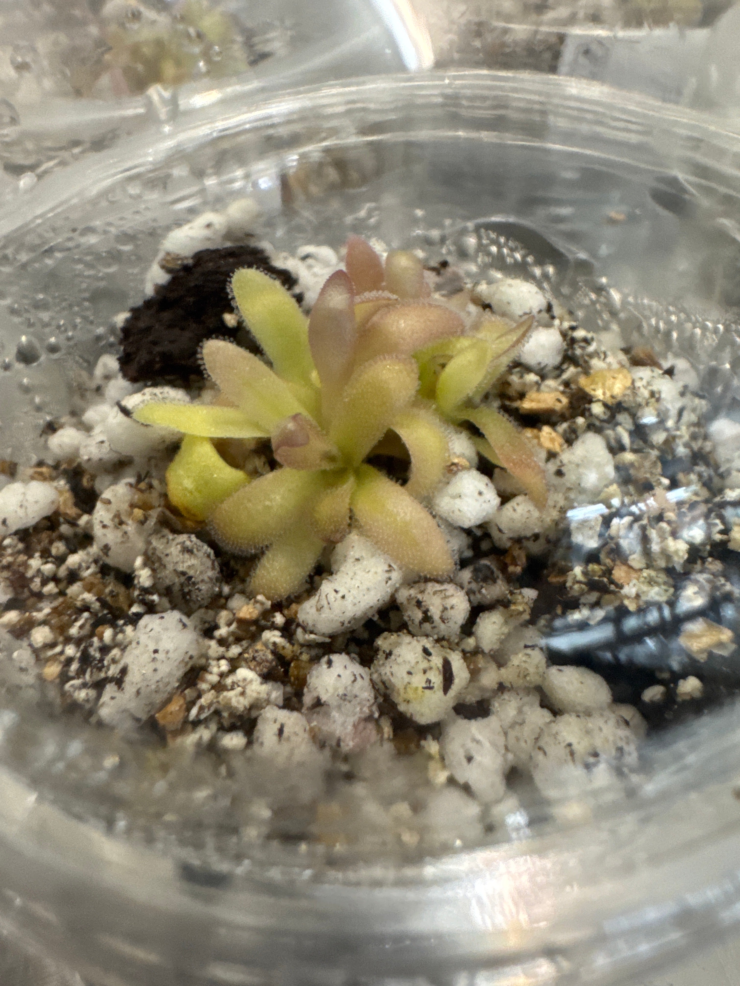 Pinguicula 'Gypsicola x Agnata' – Mexican Butterwort – 1 Plant in Grow Cup