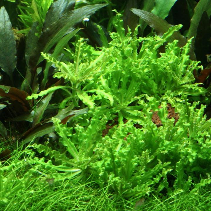 The Guppy Garden