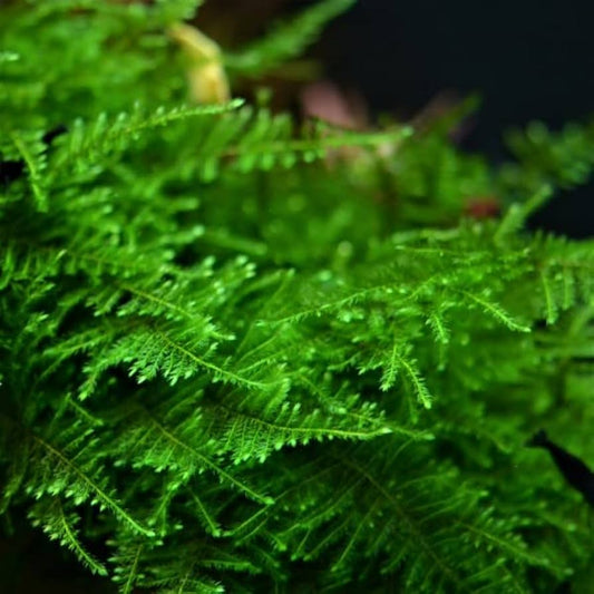 Taxiphyllum alternans 'Taiwan Moss' - Small Tub