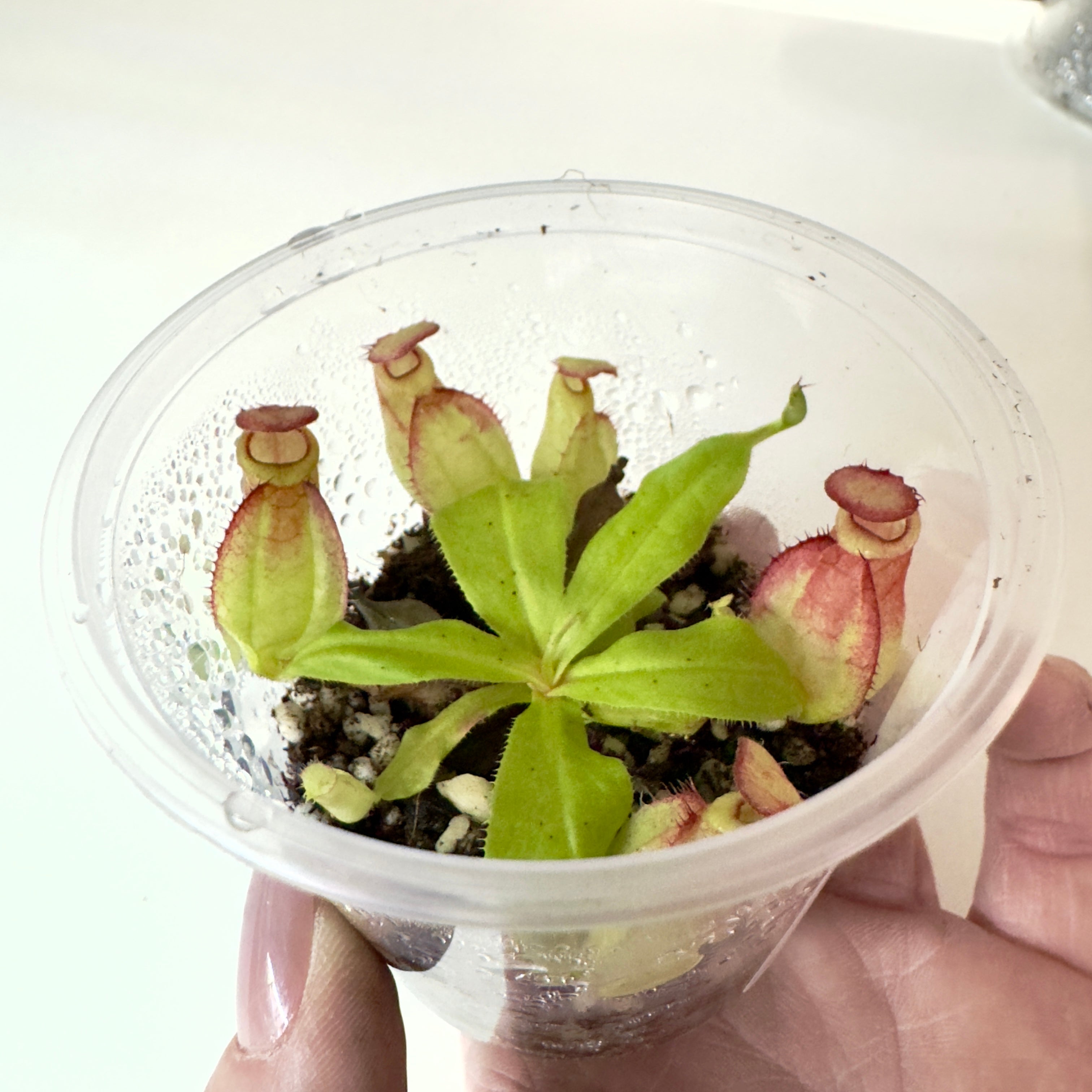 The Guppy Garden