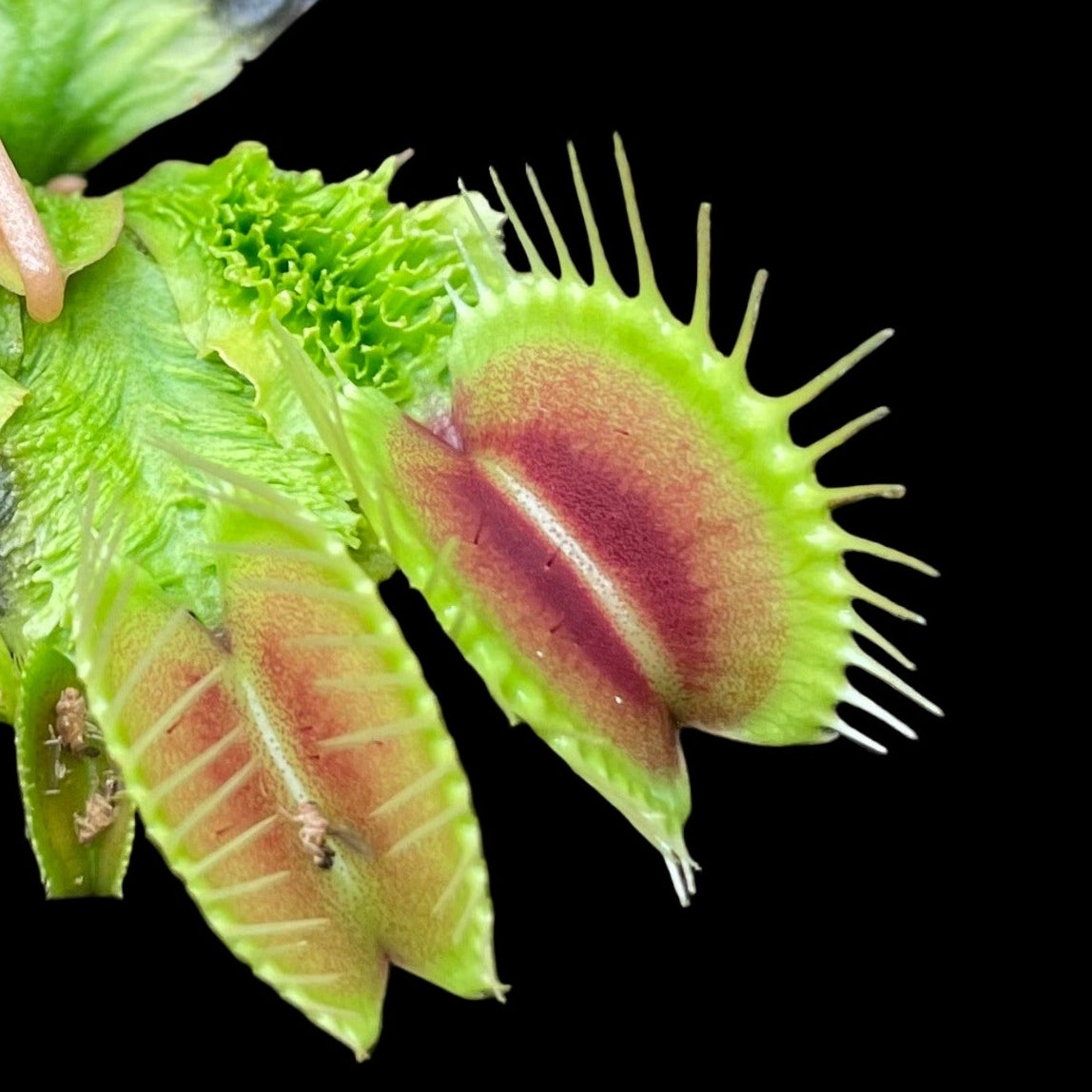 Wrinky Queen Venus flytrap plants in a pot with soil
