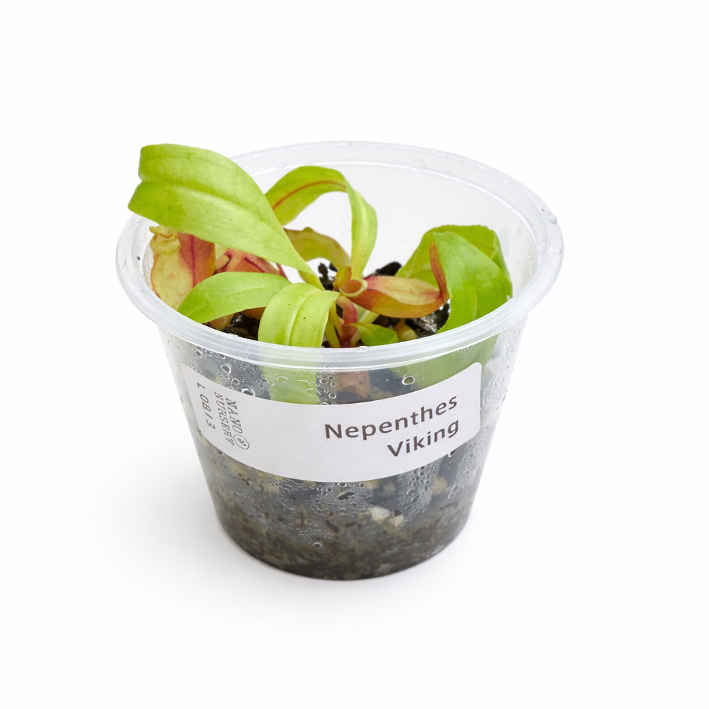 Nepenthes Viking (mirabilis var. globosa)