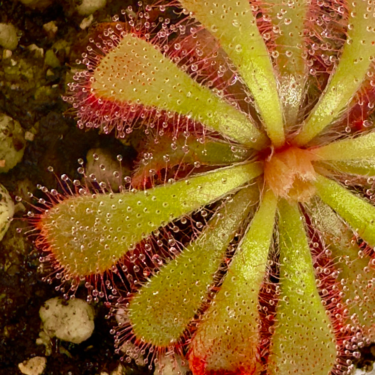 Alice Sundew Close-up of a carnivorous plant with red and green leaves.