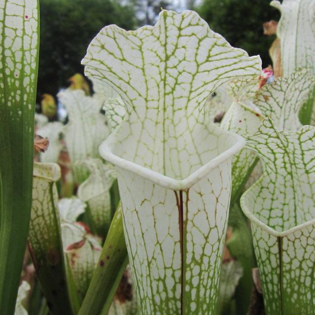 Sarracenia Leucophylla 'Hurricane Creek White' - Pitcher Plant 