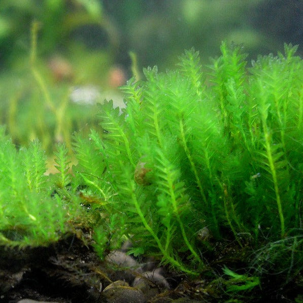The Guppy Garden