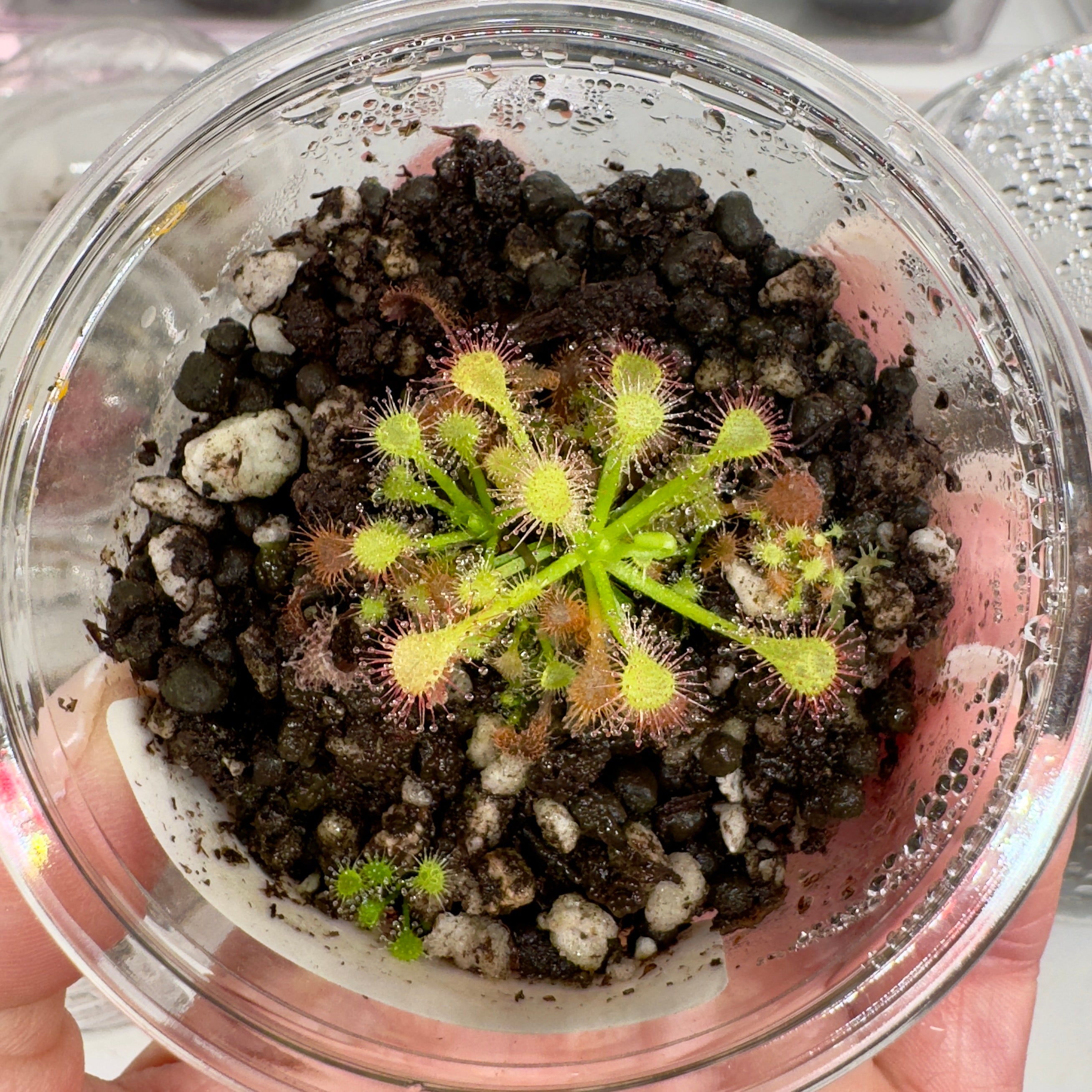 Small potted pink sundew carnivorous plant with traps in a clear container held by a person.