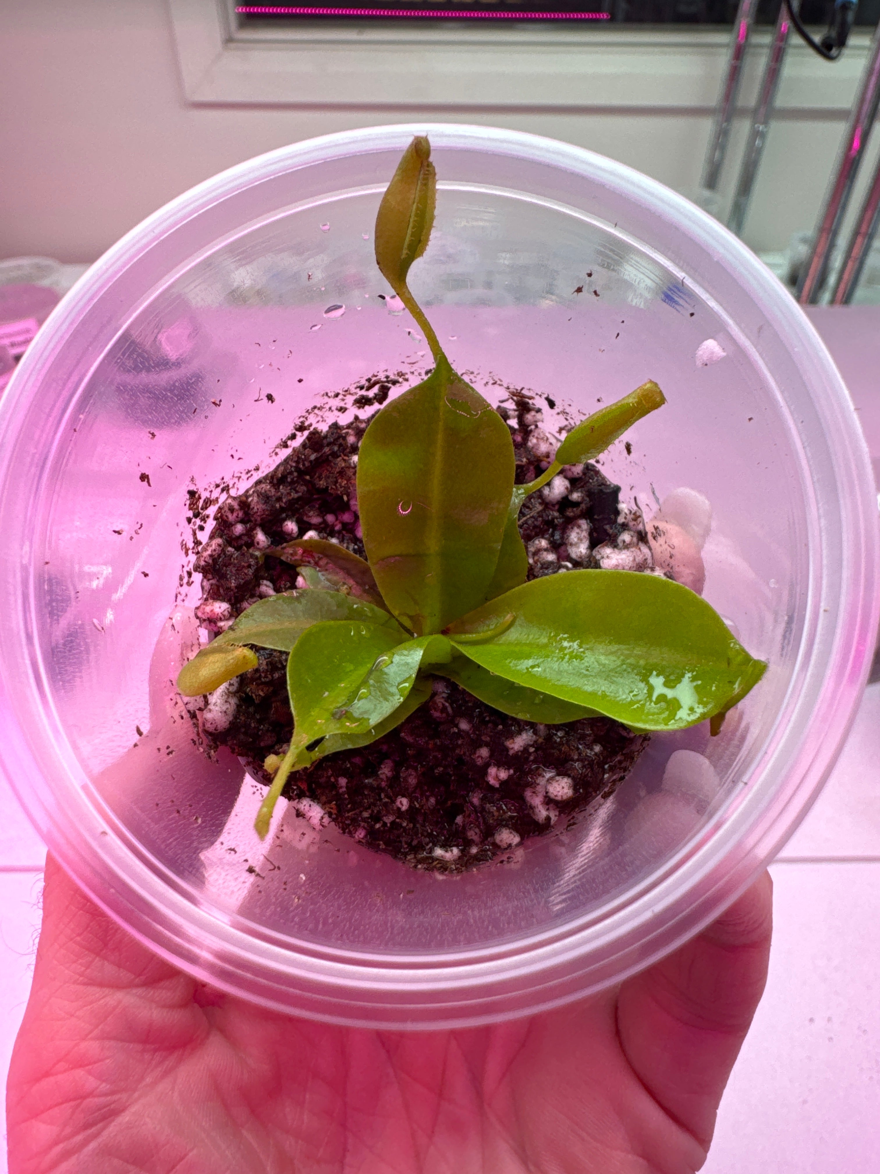 Nepenthes Gentle - Tropical Pitcher Plant 