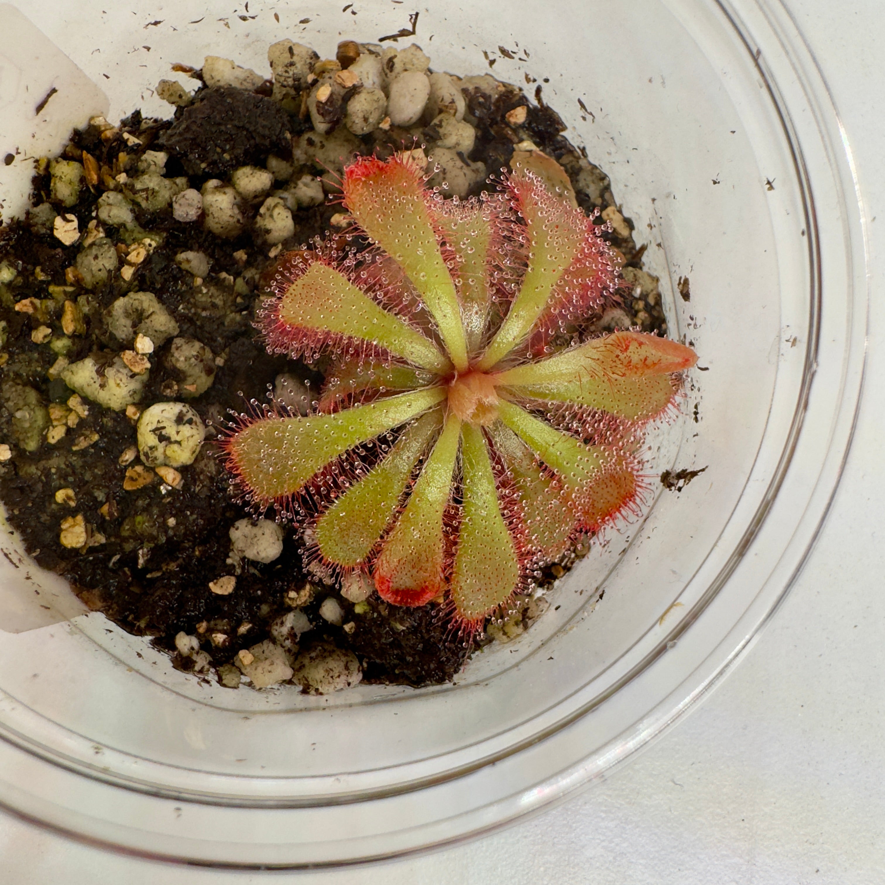 Alice Sundew - Carnivorous plant in a pot with soil and small stones on a white background