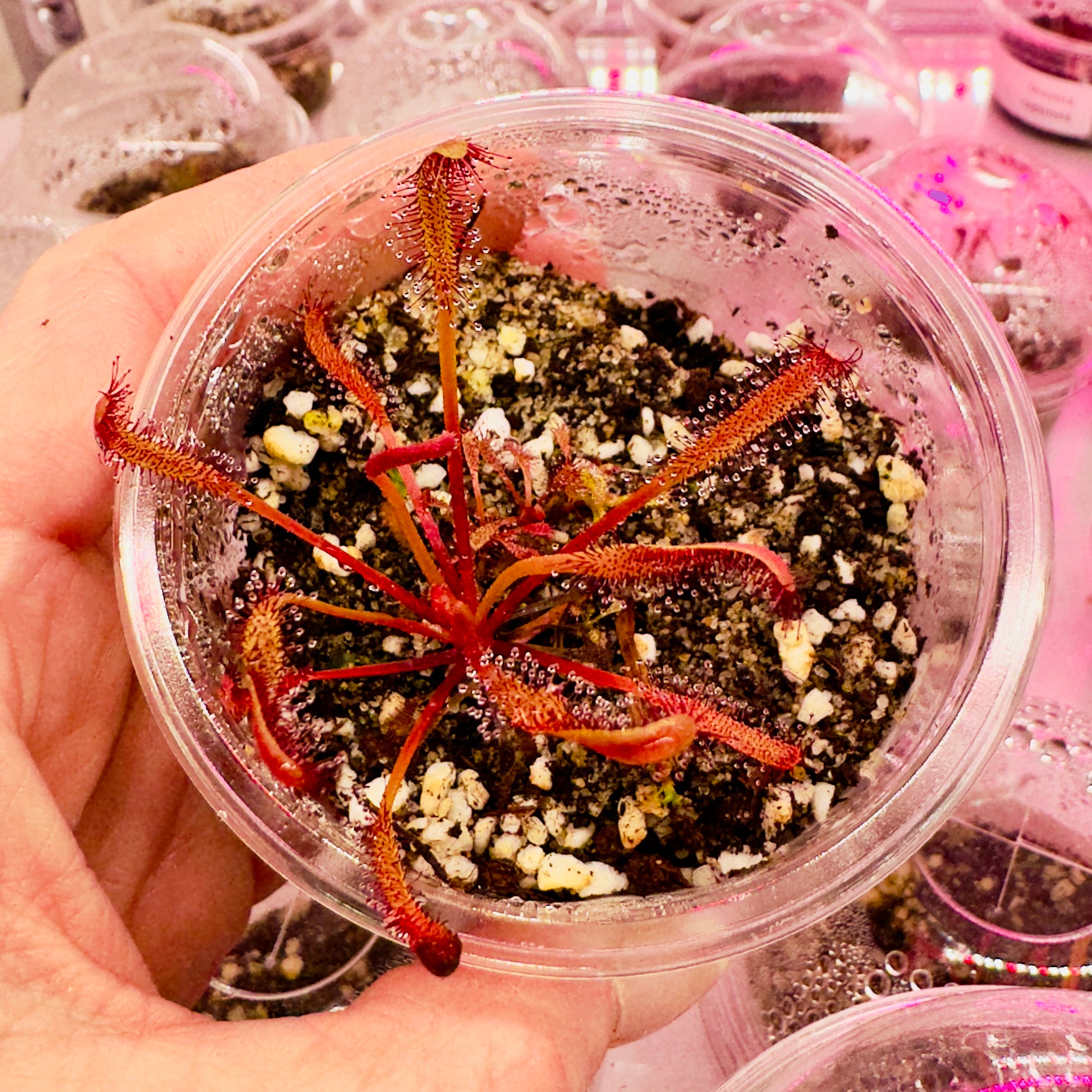 Drosera capensis 'Red' (Red Cape Sundew) – 1 Plant in Grow Cup