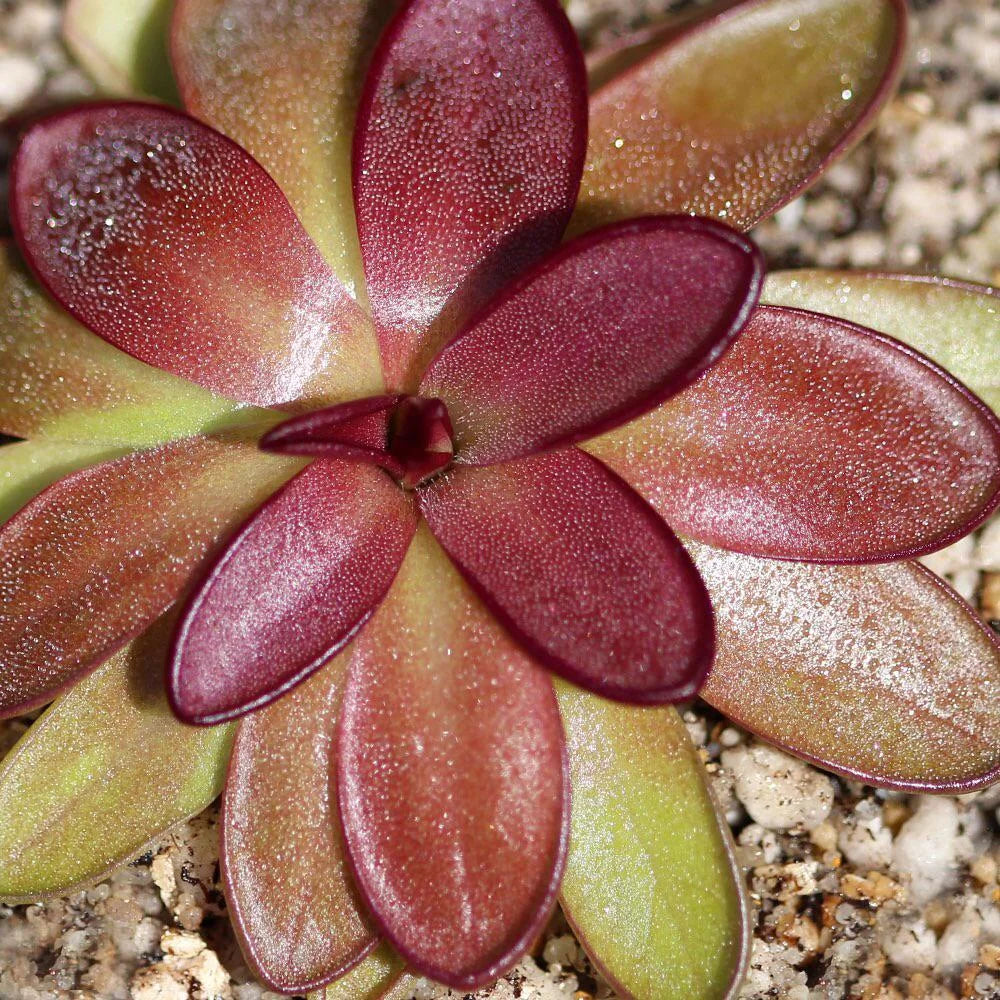 potosiensis pinguciula Close-up of a succulent plant with red and green leaves on a textured surface.
