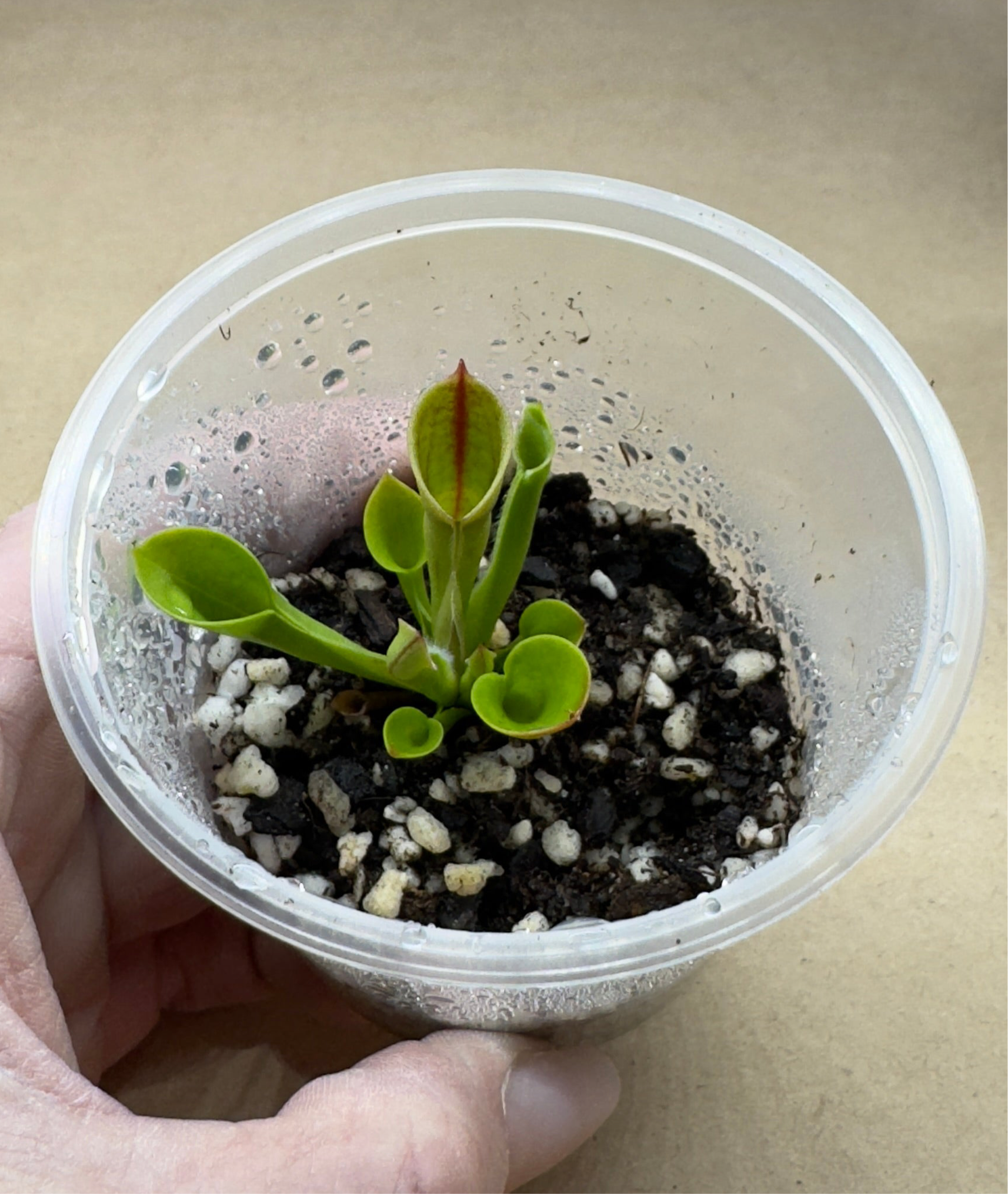 The Guppy Garden