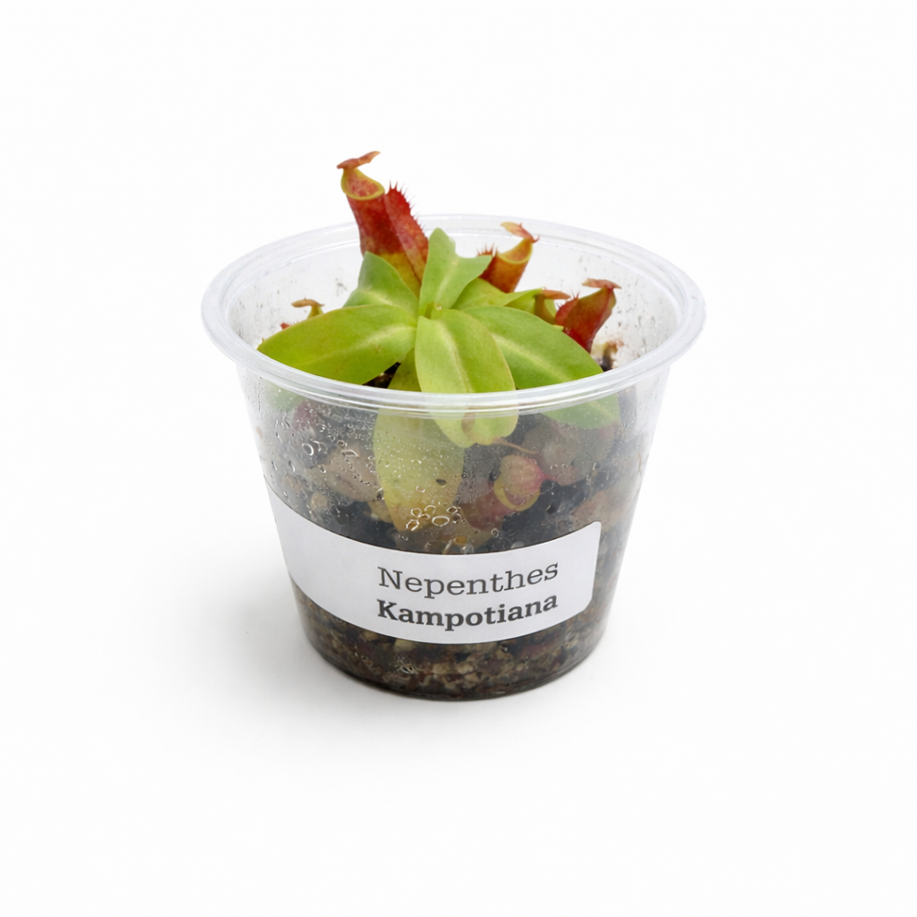 Nepenthes kampotiana