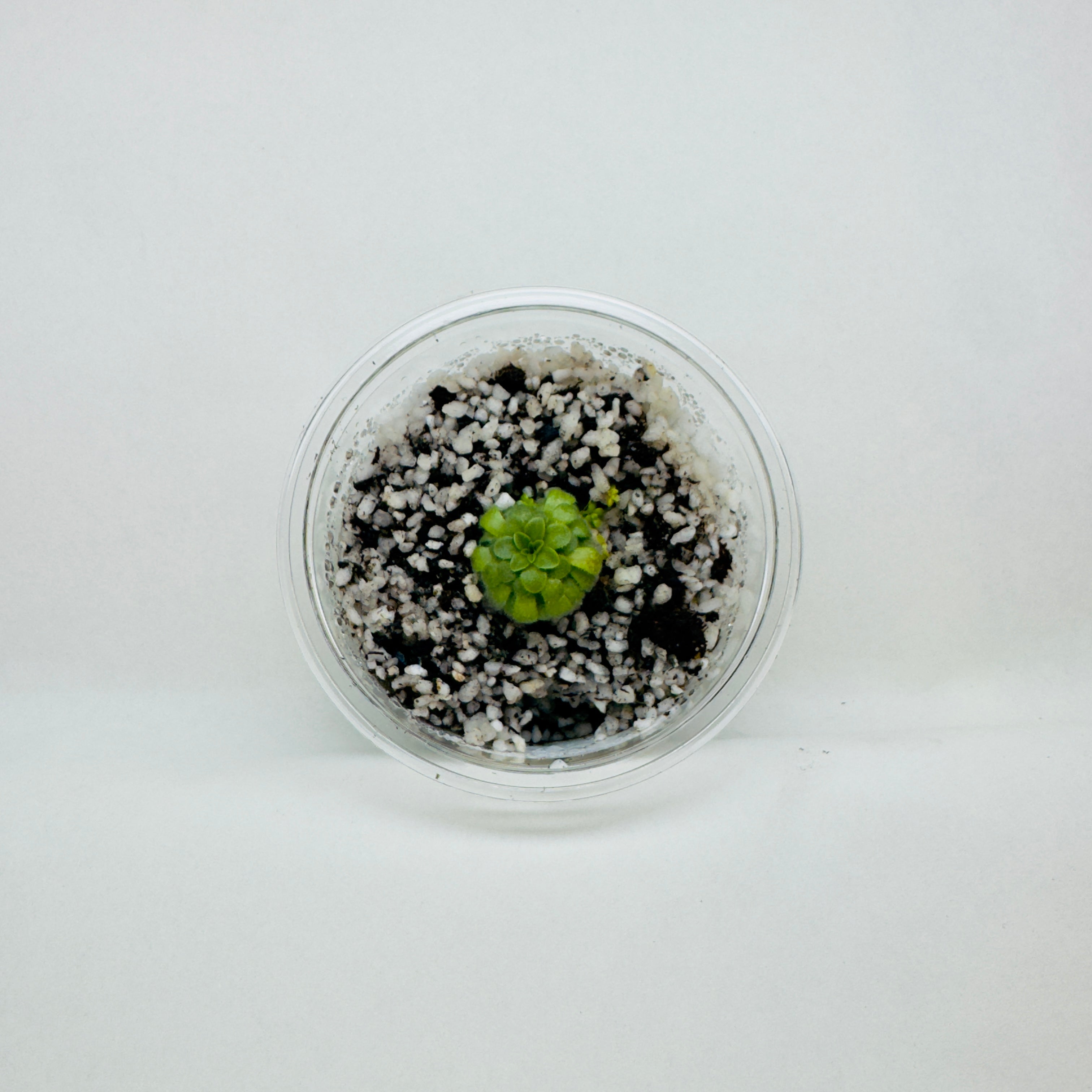 Pinguicula sp Santa Maria Yucuhiti – Mexican Butterwort – 1 Plant in Grow Cup