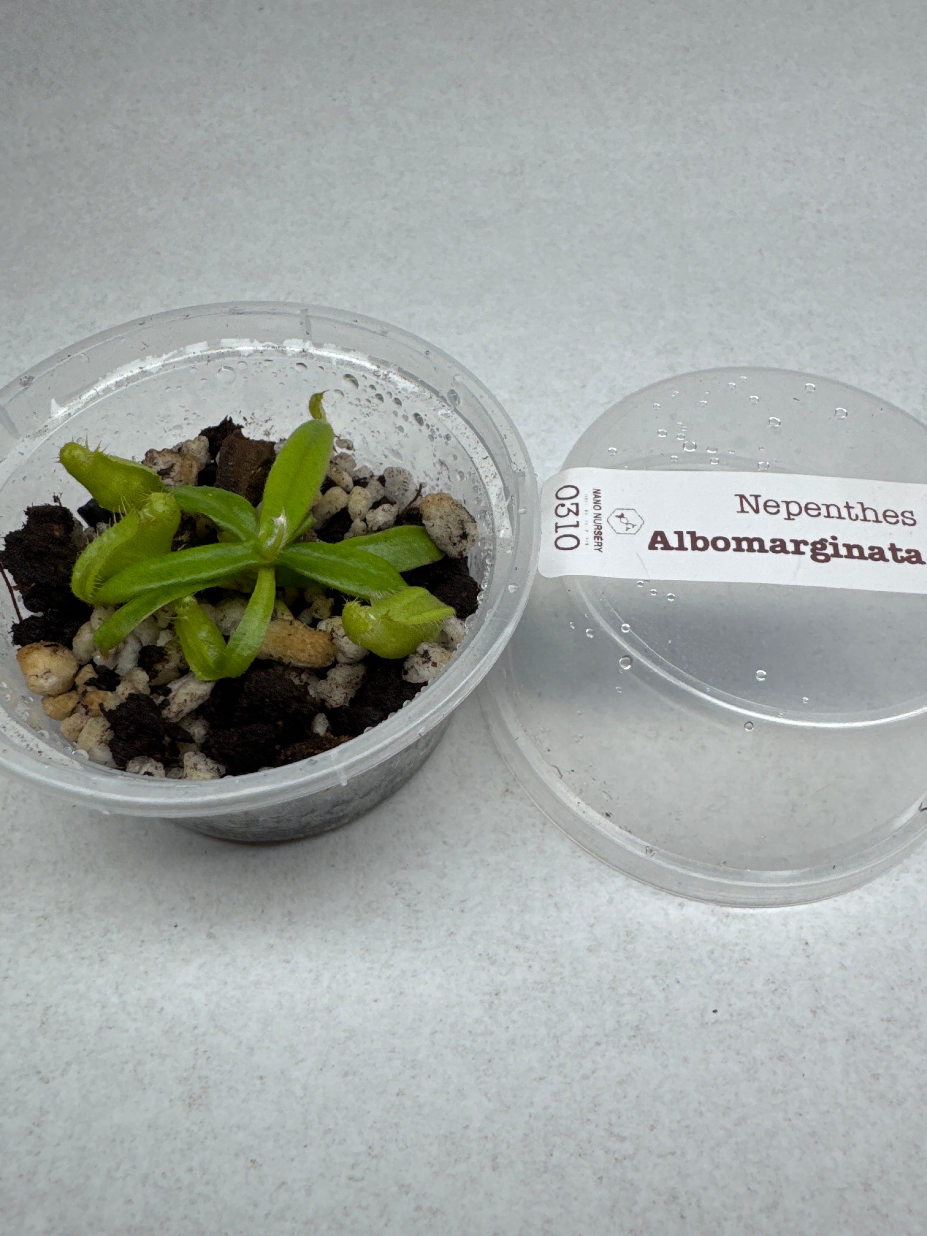 Nepenthes albomarginata -  Tropical Pitcher Plant 