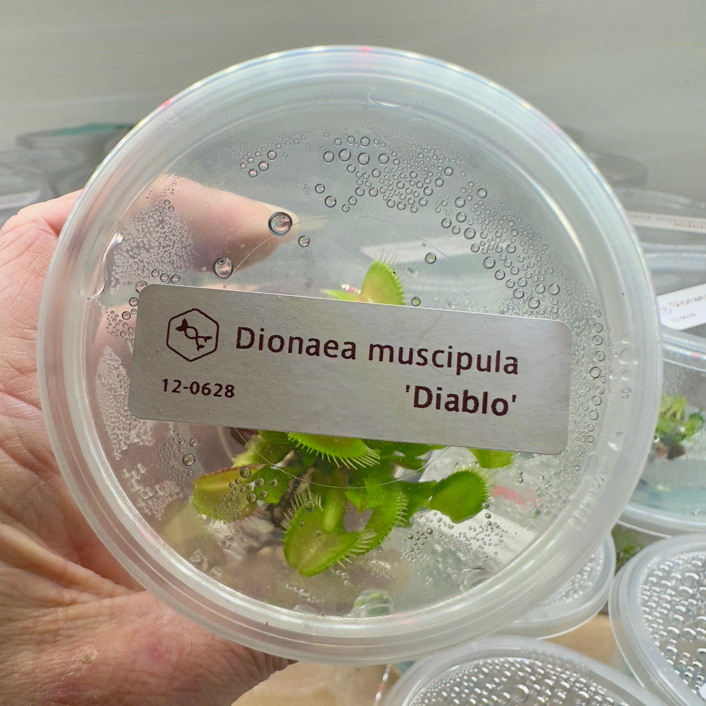 Dionaea muscipula 'Diablo' (Venus Flytrap)