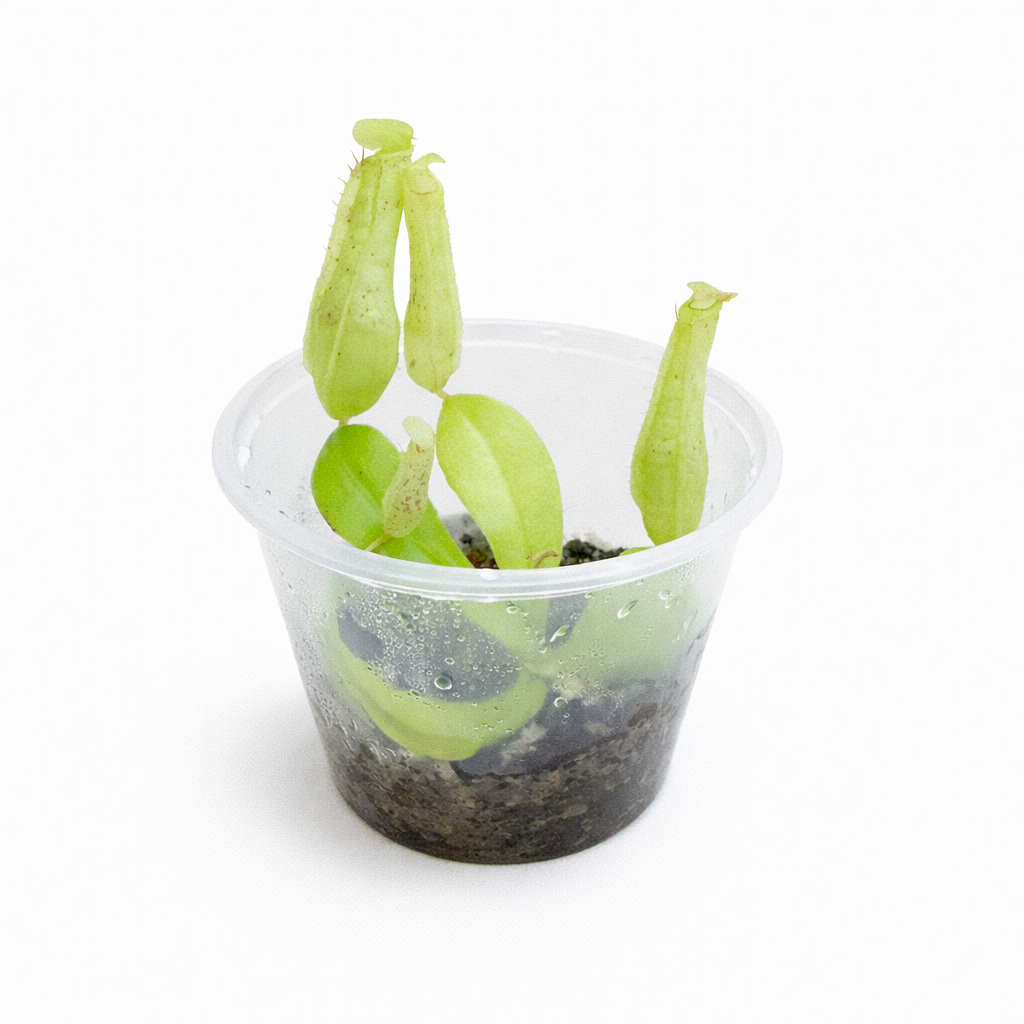 Nepenthes burbidgeae × edwardsiana