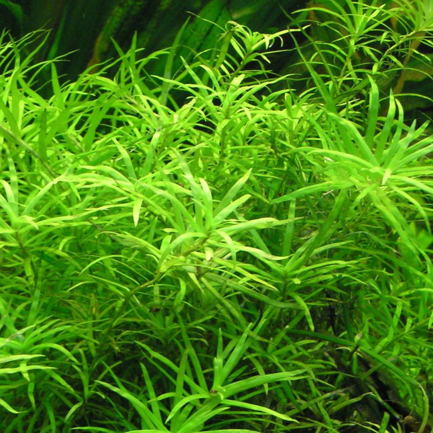 The Guppy Garden