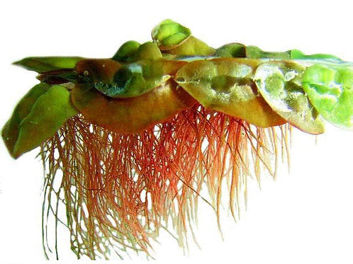 Phyllanthus fluitans 'Red Root Floaters' - Small Cup