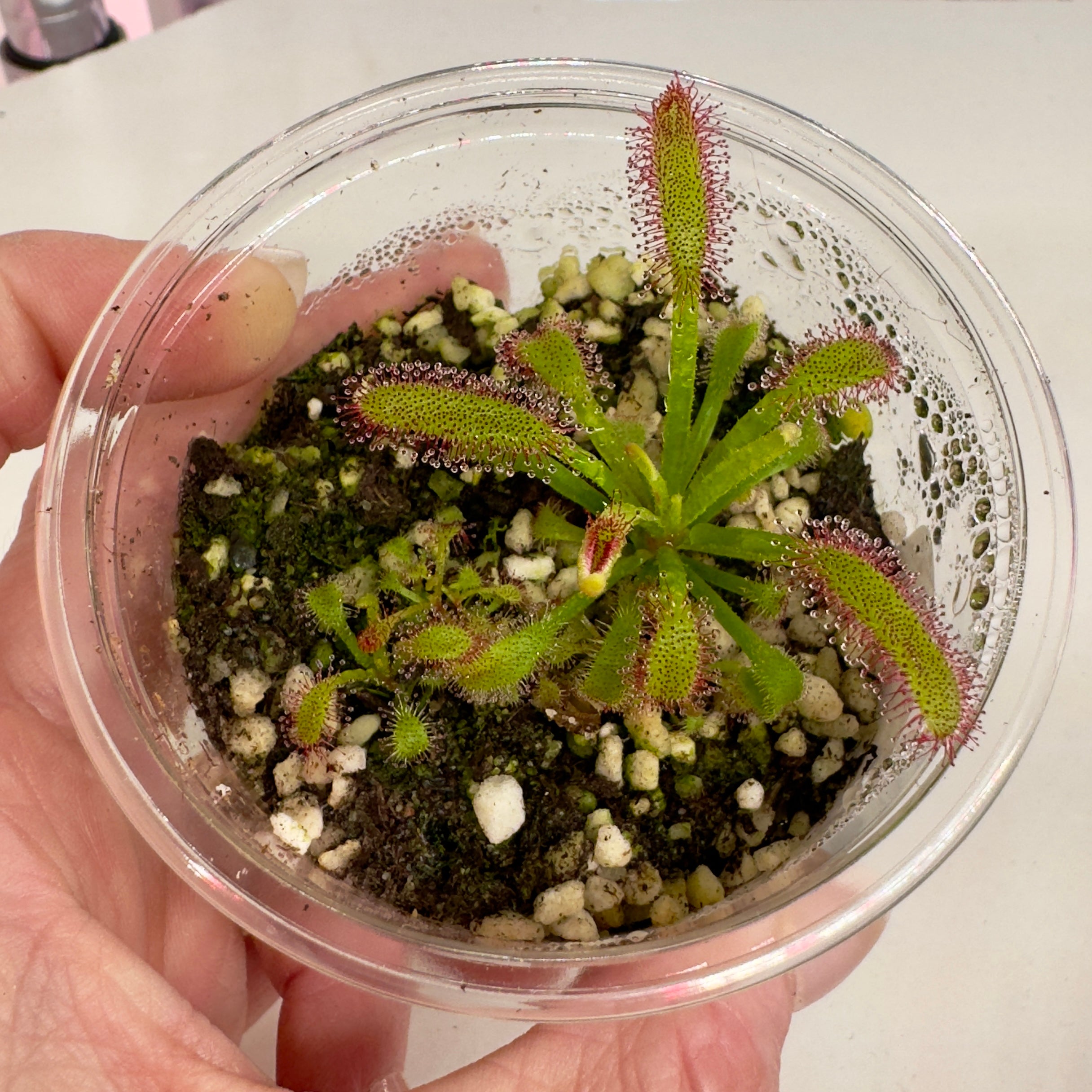 Drosera capensis 'Broad leaf' Cape Sundew - 1 Plant in Grow Cup
