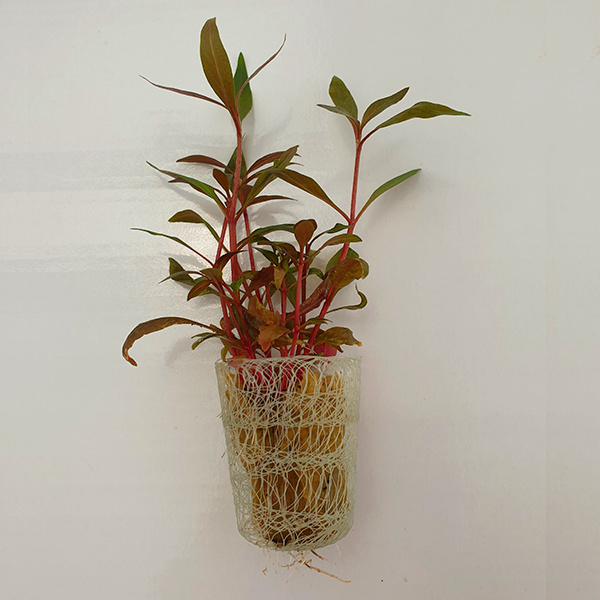 Alternanthera Reineckii ‘Mini’ - 5cm Net Pot