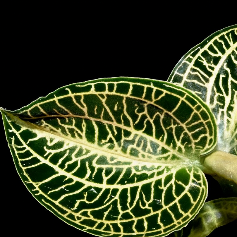Anoectochilus "Emerald Gold" (Jewel Orchid) Close-up of a leaf with intricate vein patterns on a black background