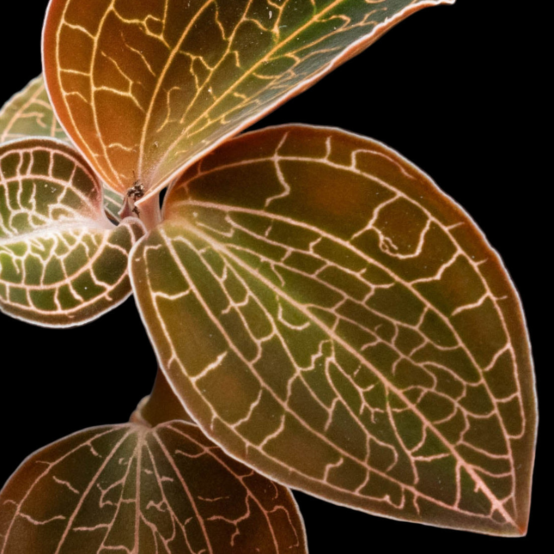 Anoectochilus roxburghii (Jewel Orchid) Small potted plant with unique leaf pattern held by a hand against a dark background