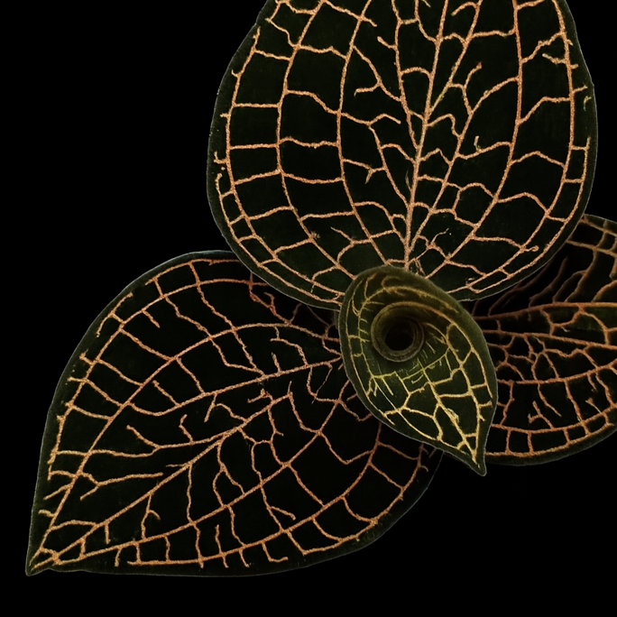 Anoectochilus roxburghii 'Red Stem' (Jewel Orchid) Decorative leaf design on a black background