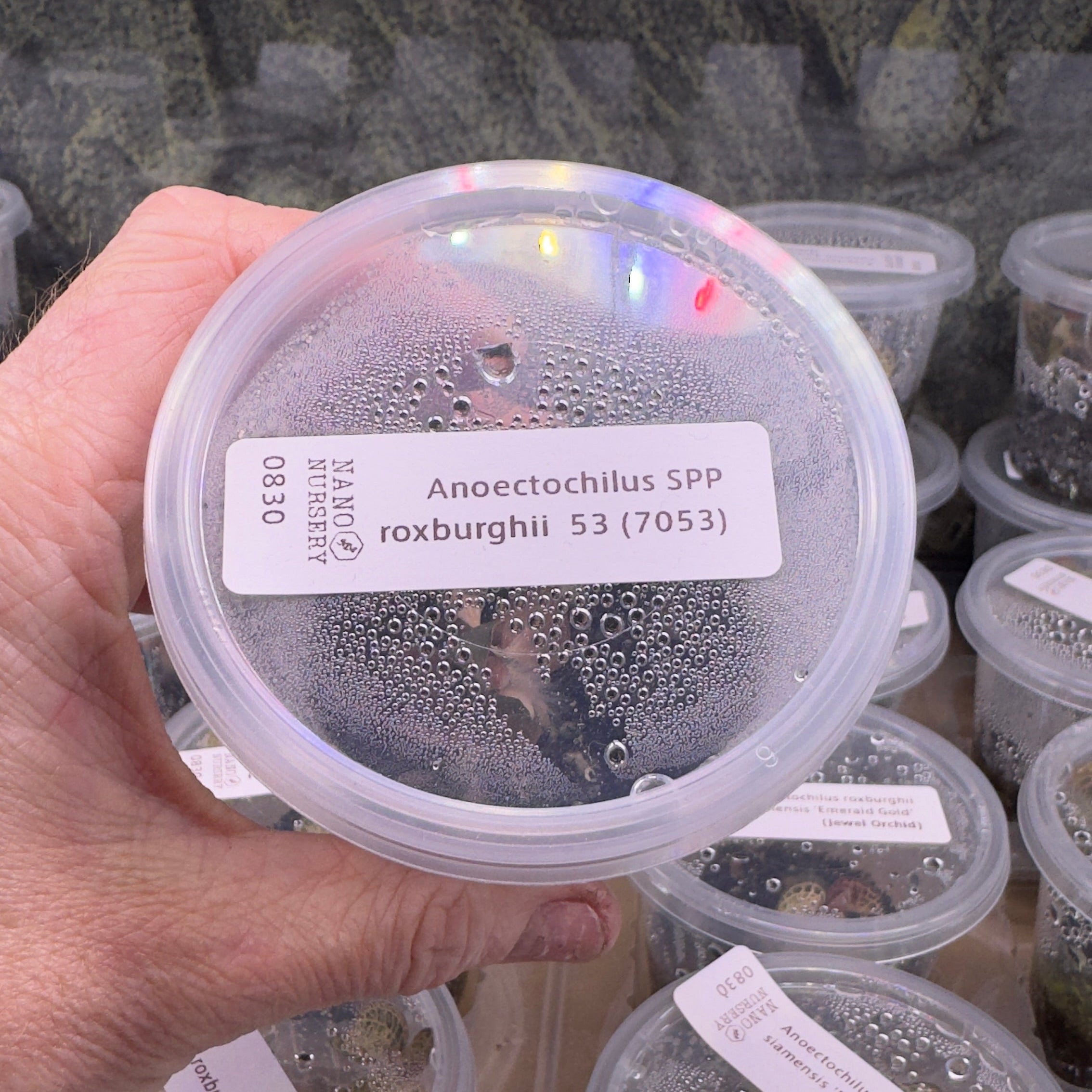 Hand holding a container labeled 'Anectochilus spp. roxburghii' with more containers in the background.