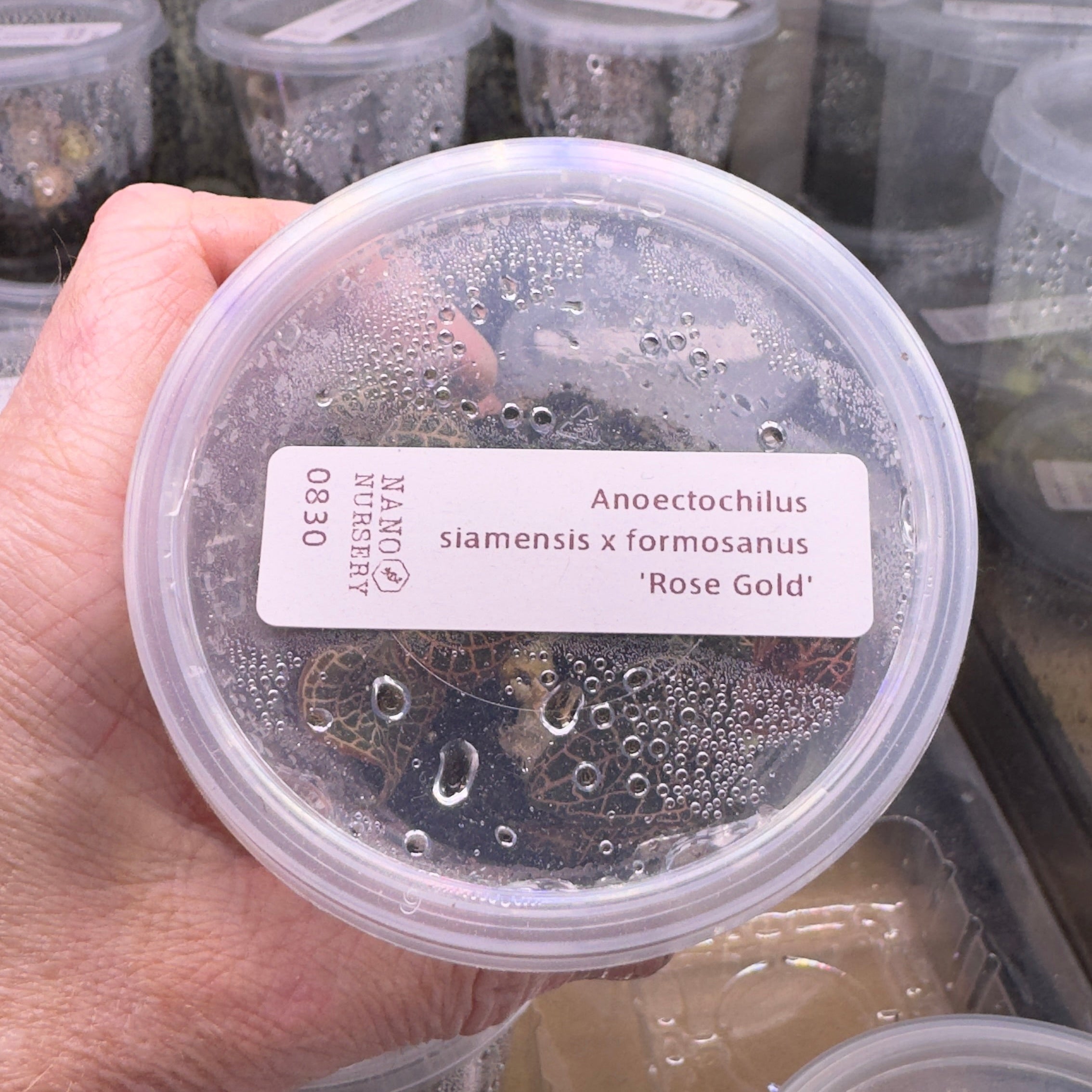 Hand holding a container labeled 'Rose Gold' with more labeled containers in the background.