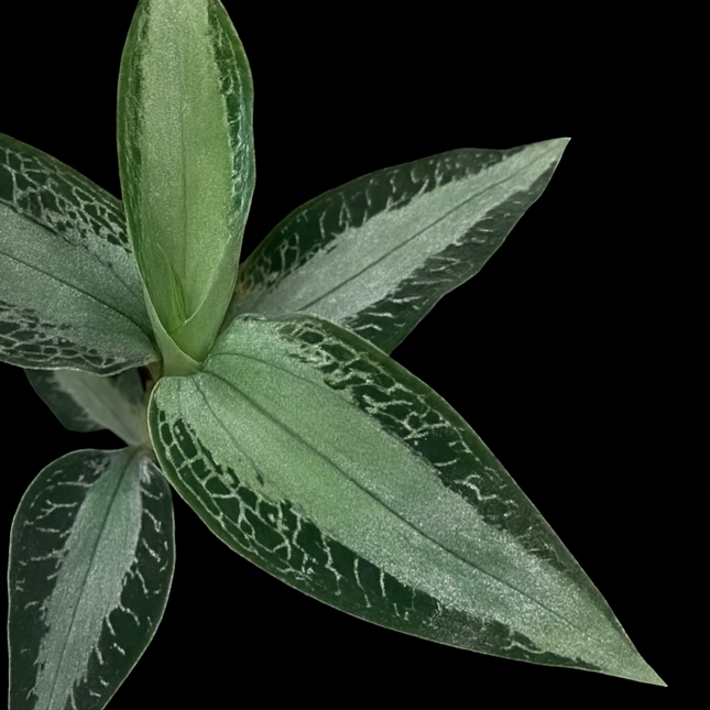 Aspidogyne argentea (Jewel Orchid) Green leaves with a black background