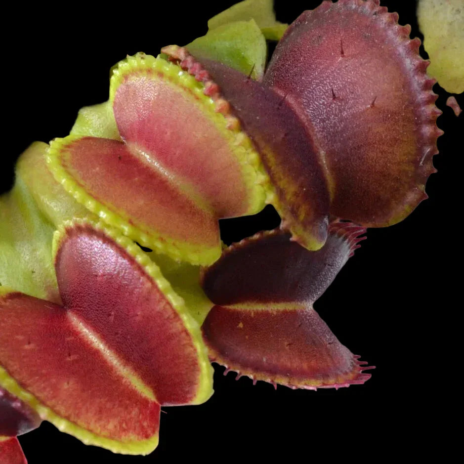 Atlantic Cockle Close-up of a Venus flytrap with a blurred background