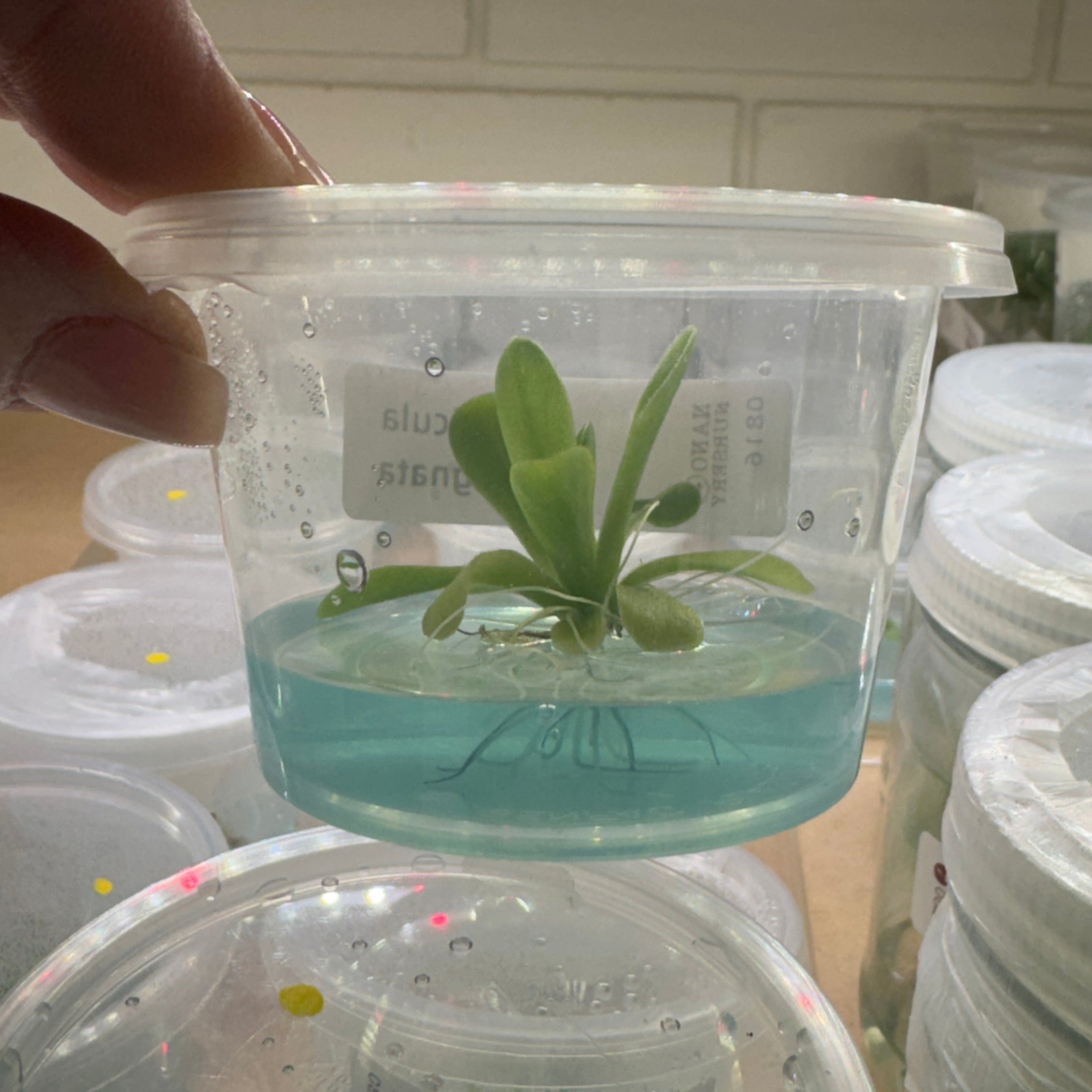 Gel Cup Pinguicula butterwort agnata Small potted plant in a clear container with a green label, held by a hand against a background of similar container