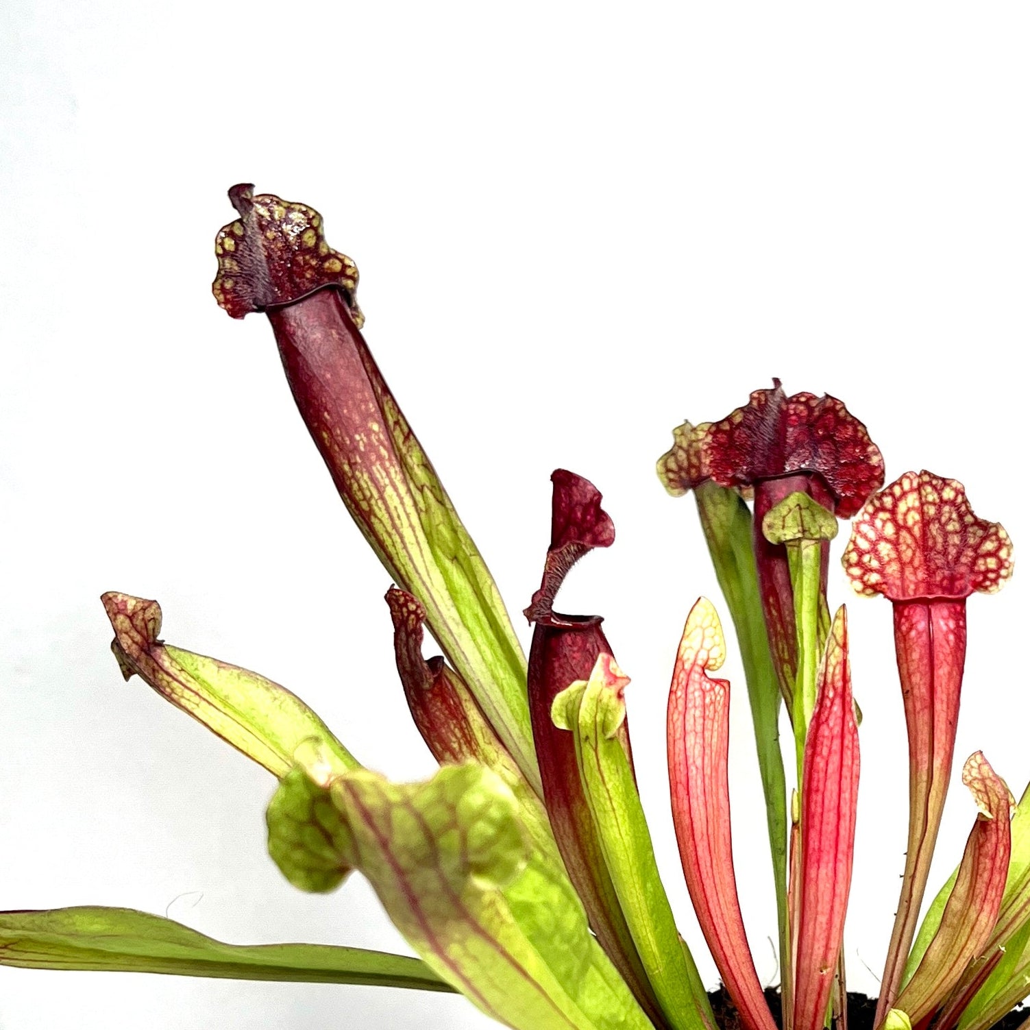 Sarracenia Judith Hindle - Pitcher Plant 