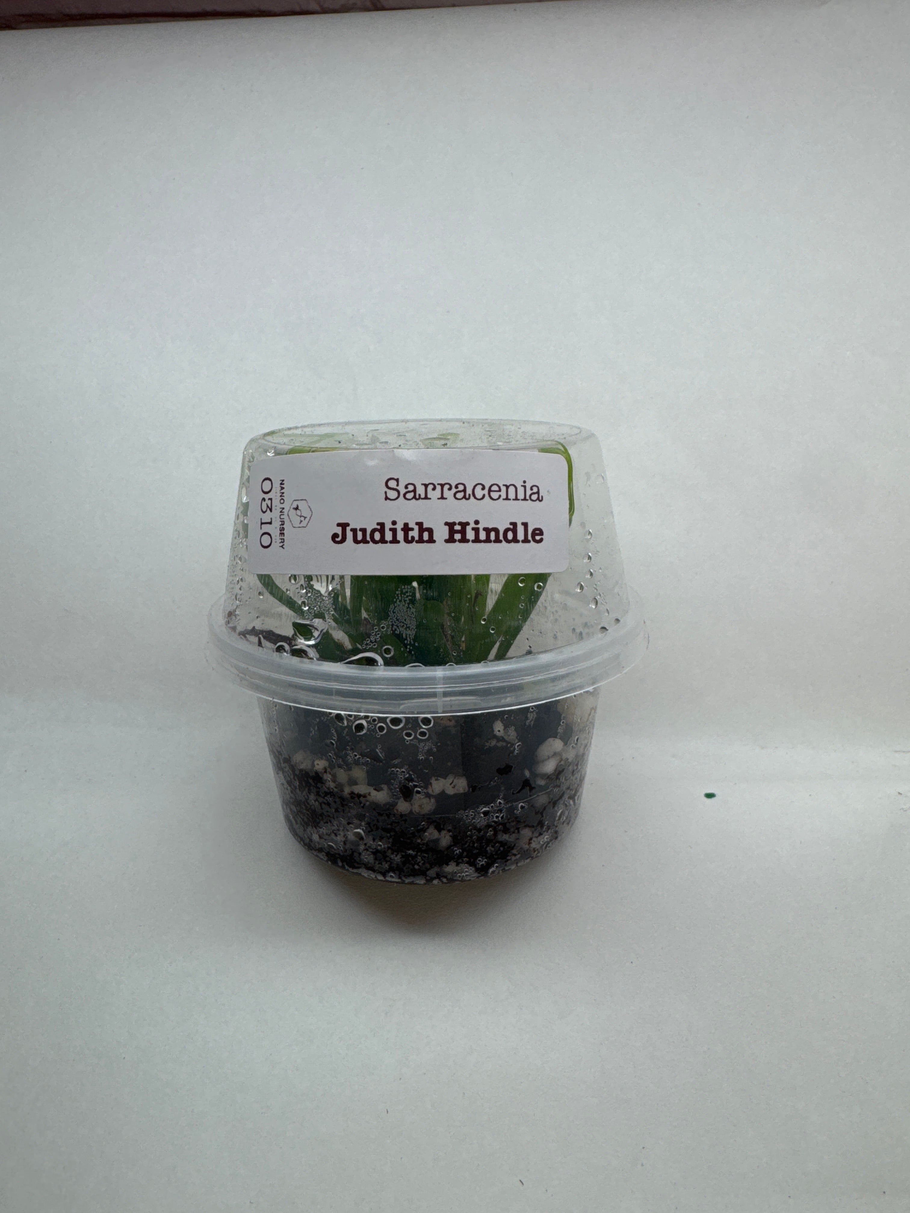 Sarracenia (leucophylla x moorei) 'Judith Hindle' - Pitcher Plant - 1 small plant in cup