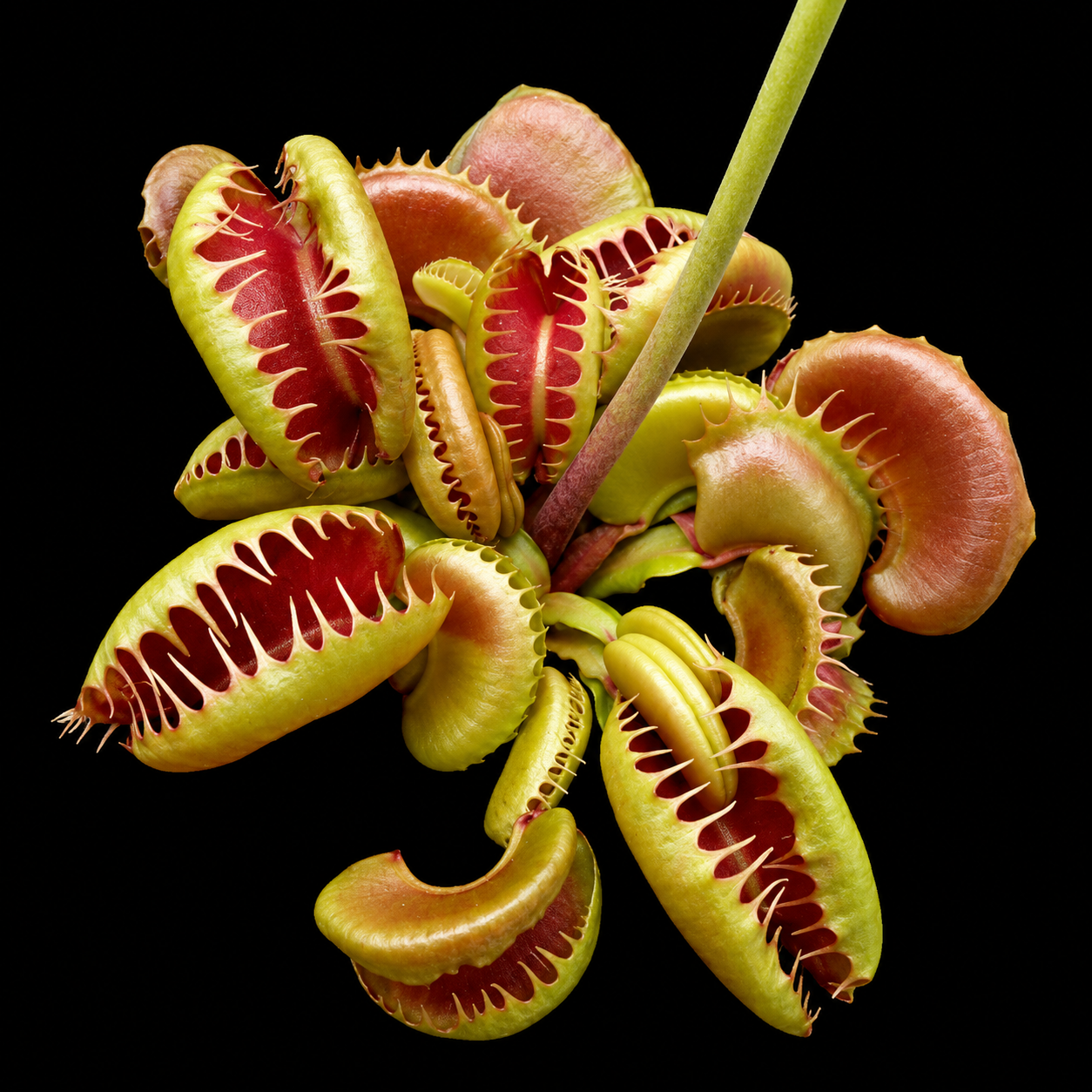 Dionaea muscipula 'Bloody Nurse' (Venus Flytrap)
