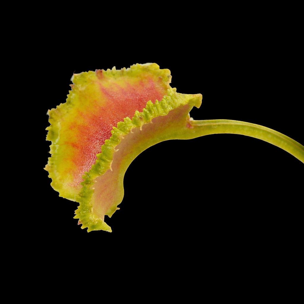 Close-up of a leafy green vegetable with a black background