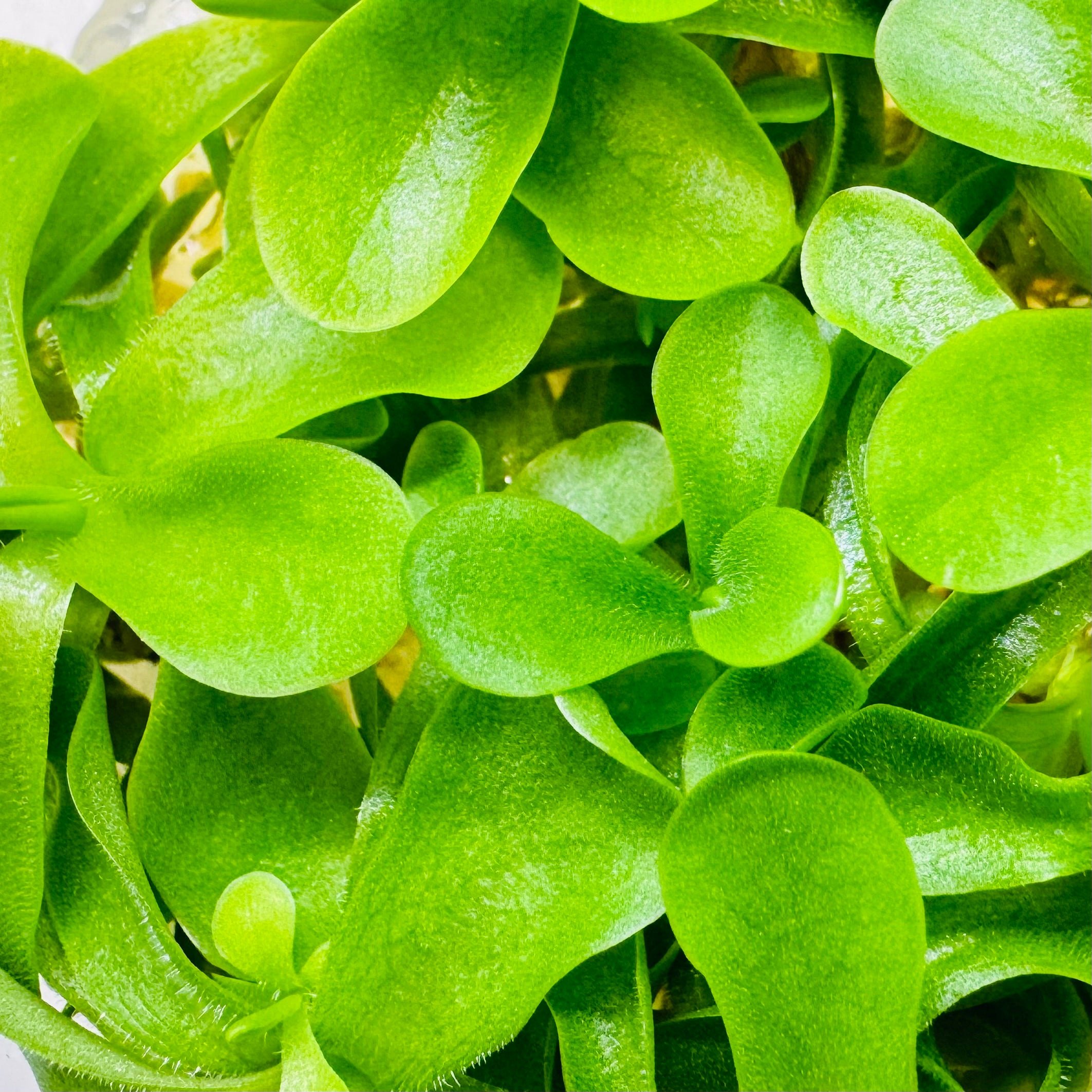 Pinguicula moranensis 'El Tepozan' – Mexican Butterwort – 1 Plant in Grow Cup