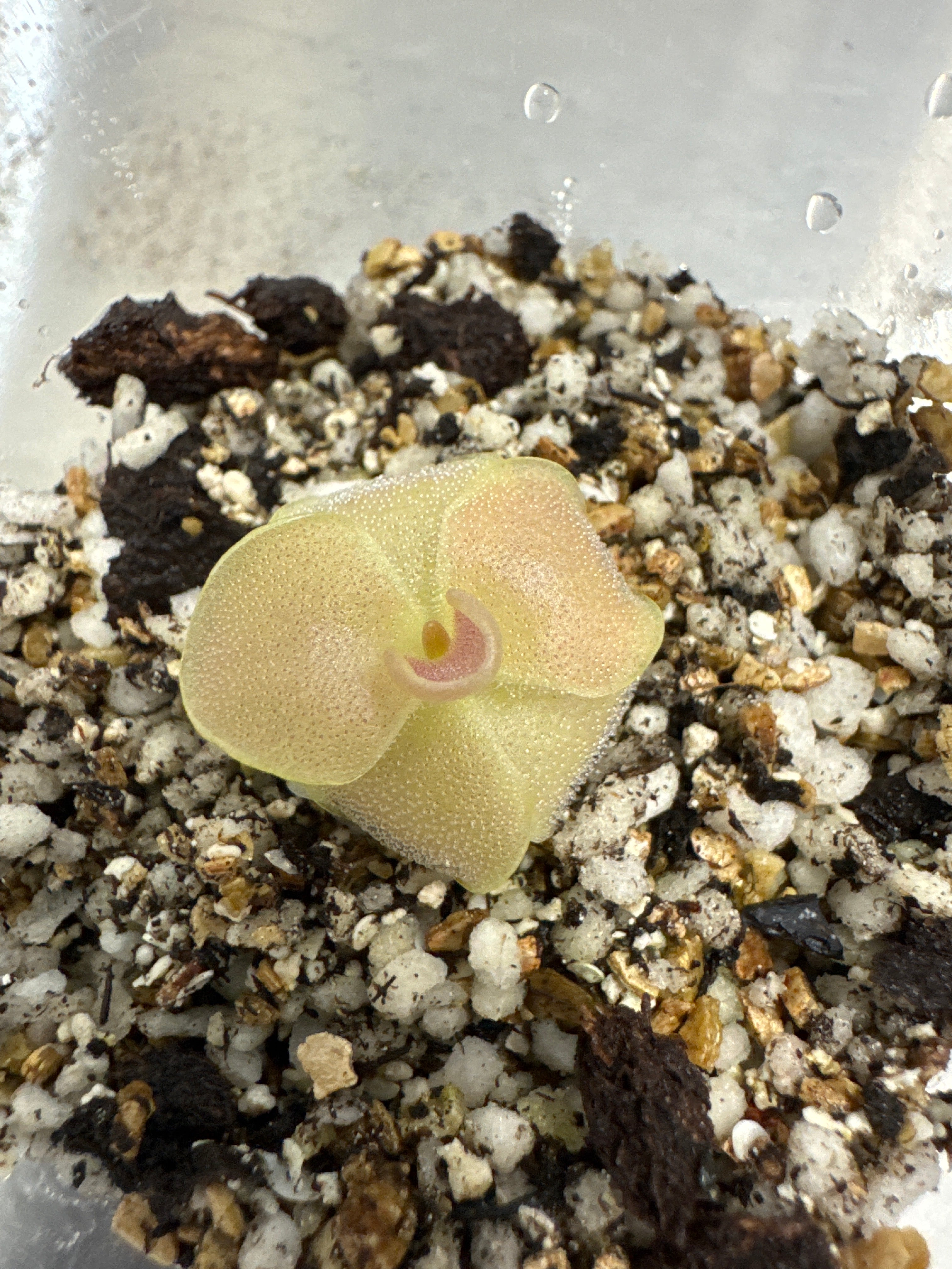 Pinguicula 'Weser x Jaumavensis' – Mexican Butterwort – 1 Plant in Grow Cup