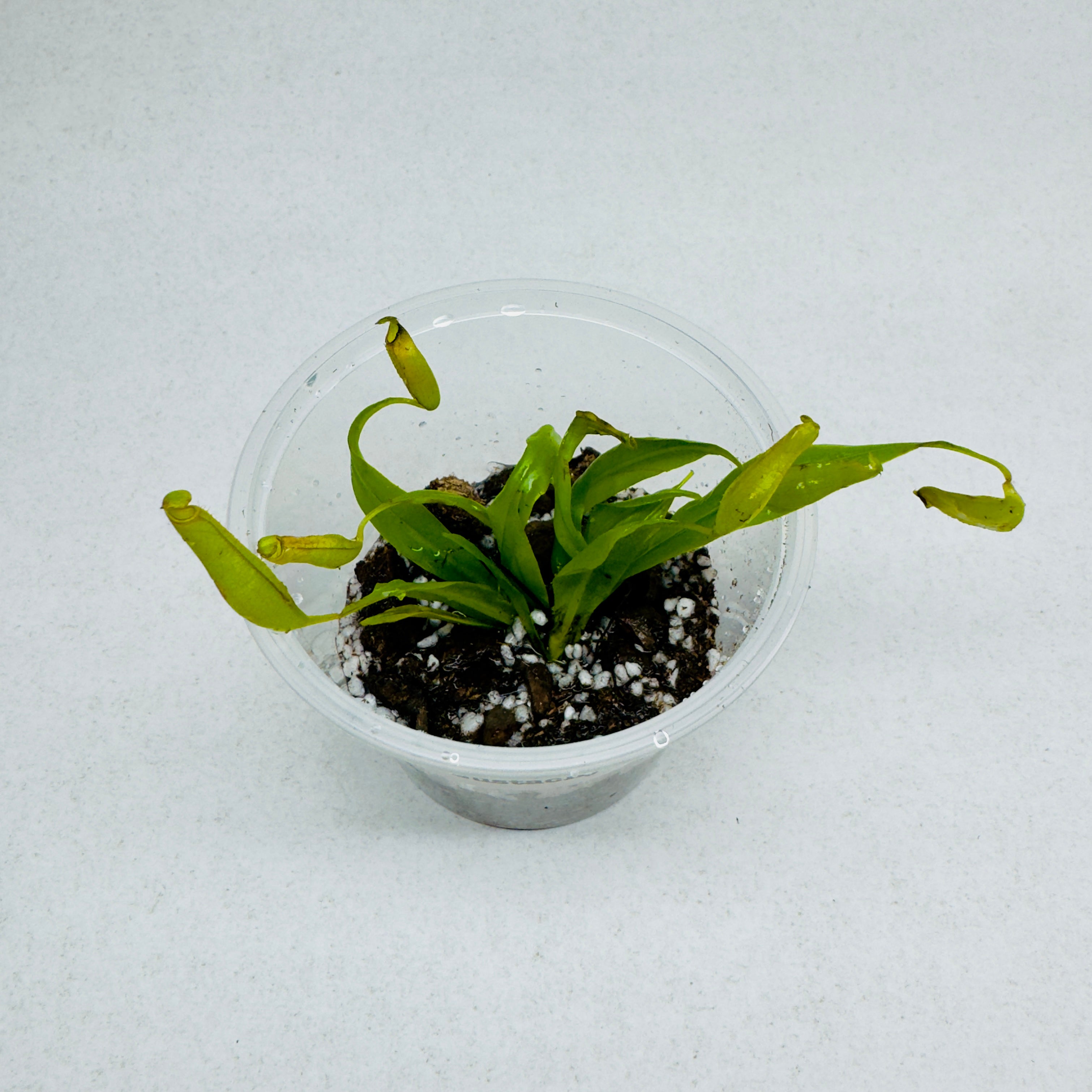 The Guppy Garden