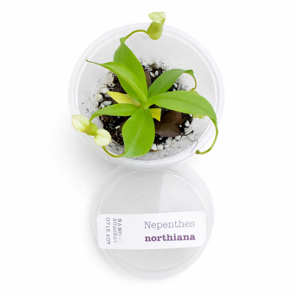 Nepenthes northiana