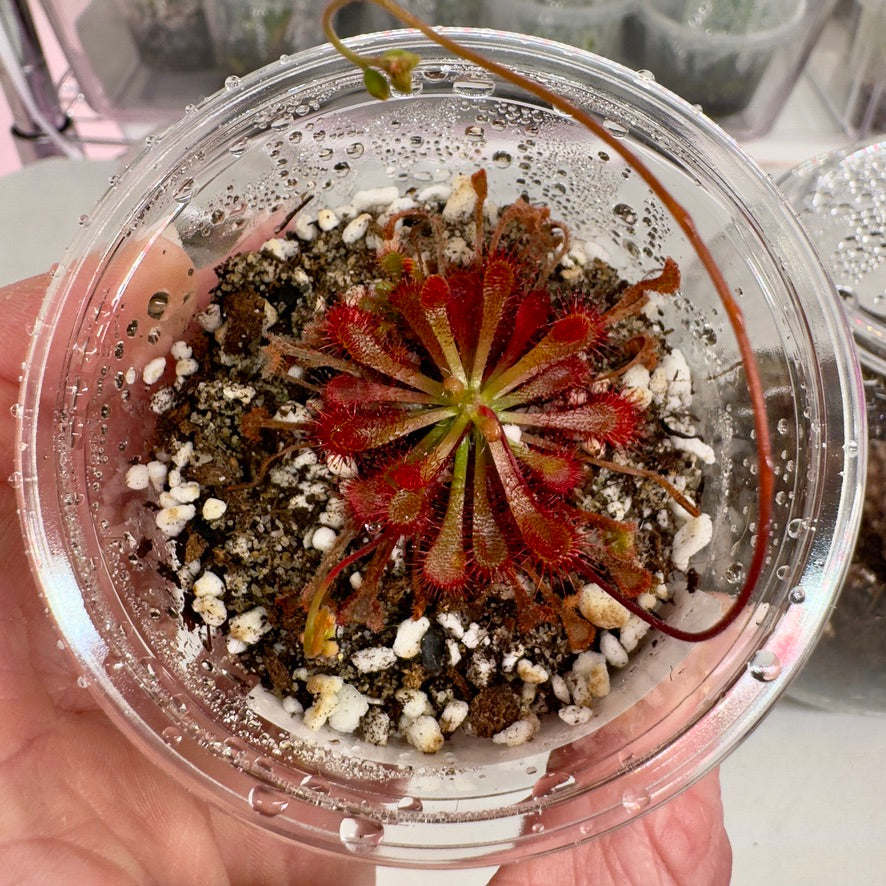 The Guppy Garden