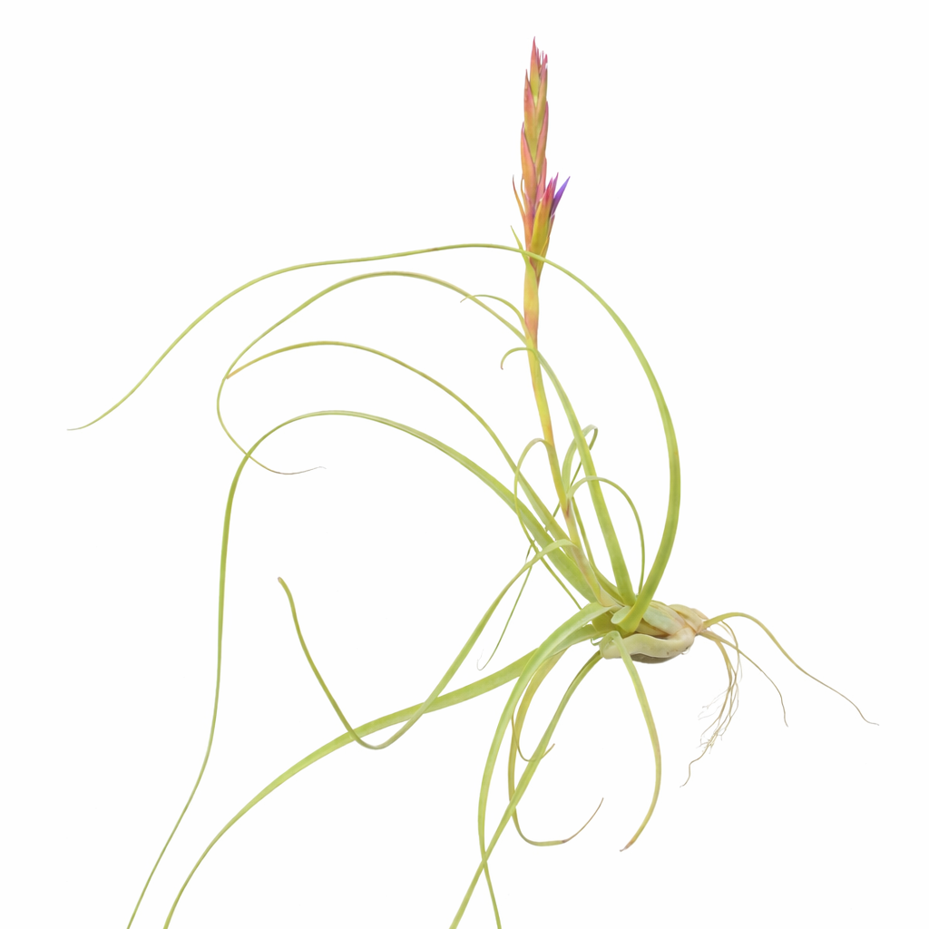 Tillandsia air plant with a pink flower on a white background