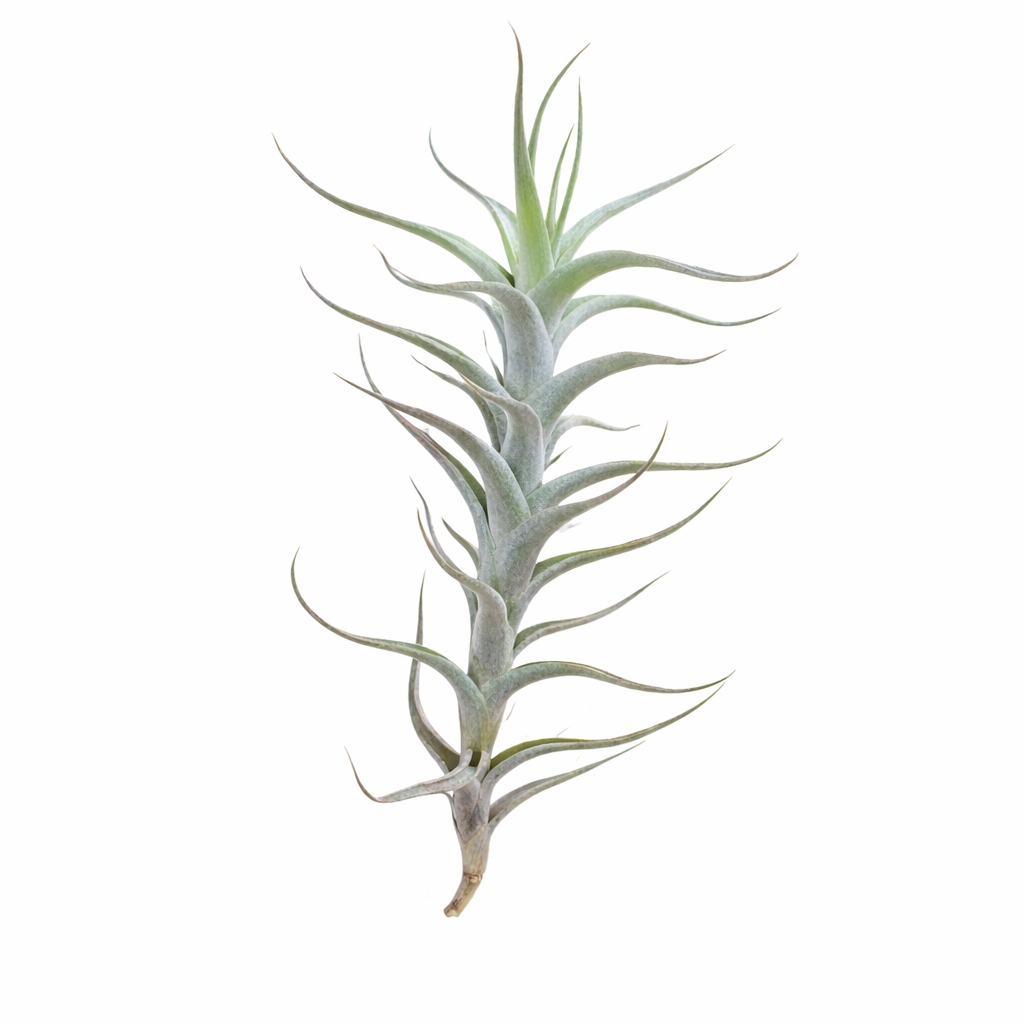 Air plant on a white background