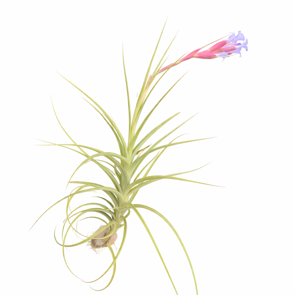 Air plant with a small purple flower on a white background