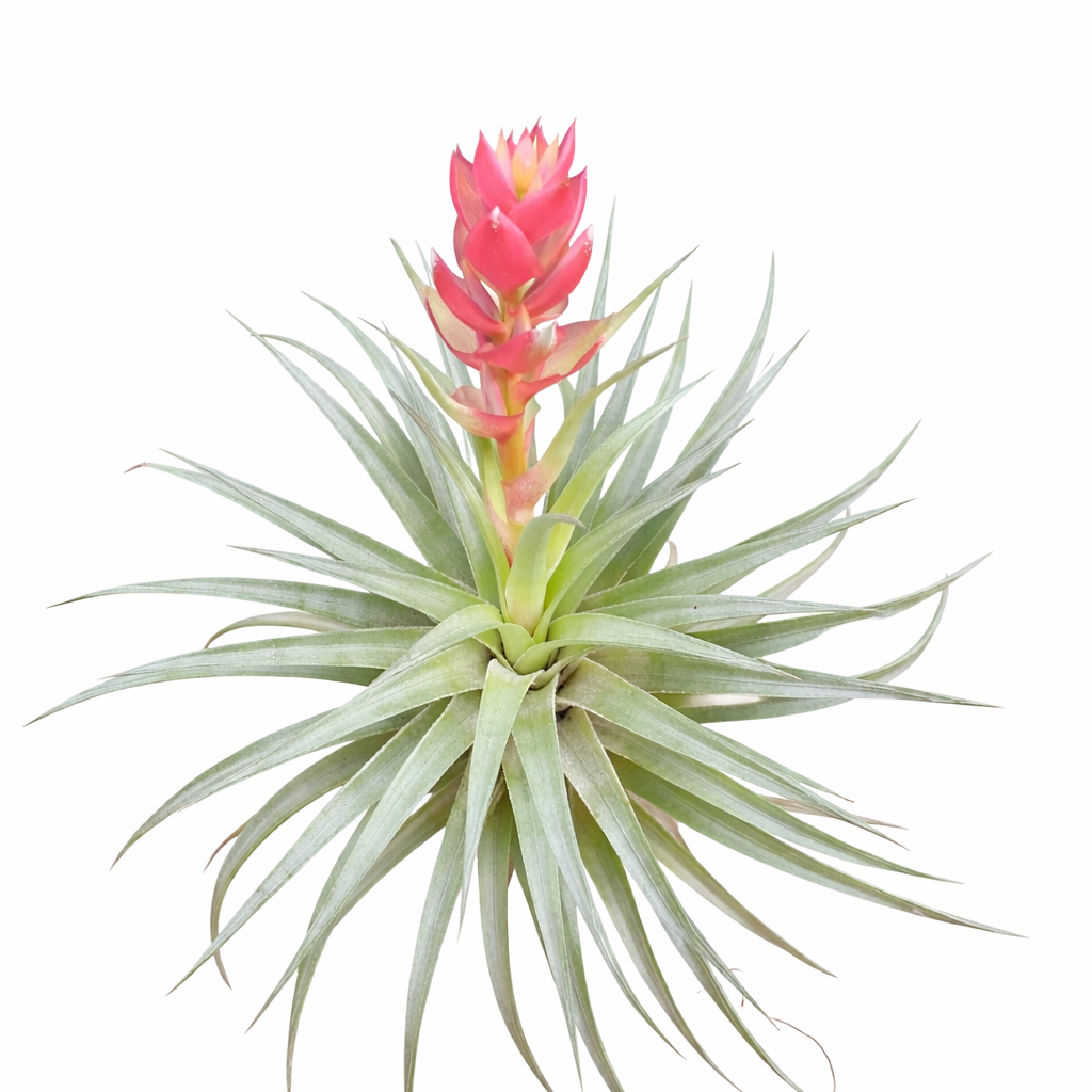 Tillandsia plant with pink flower on a white background