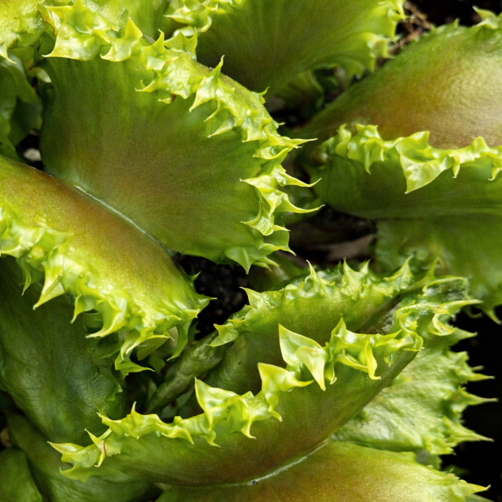 Dionaea muscipula 'Chinese Dumplings' (Venus Flytrap)